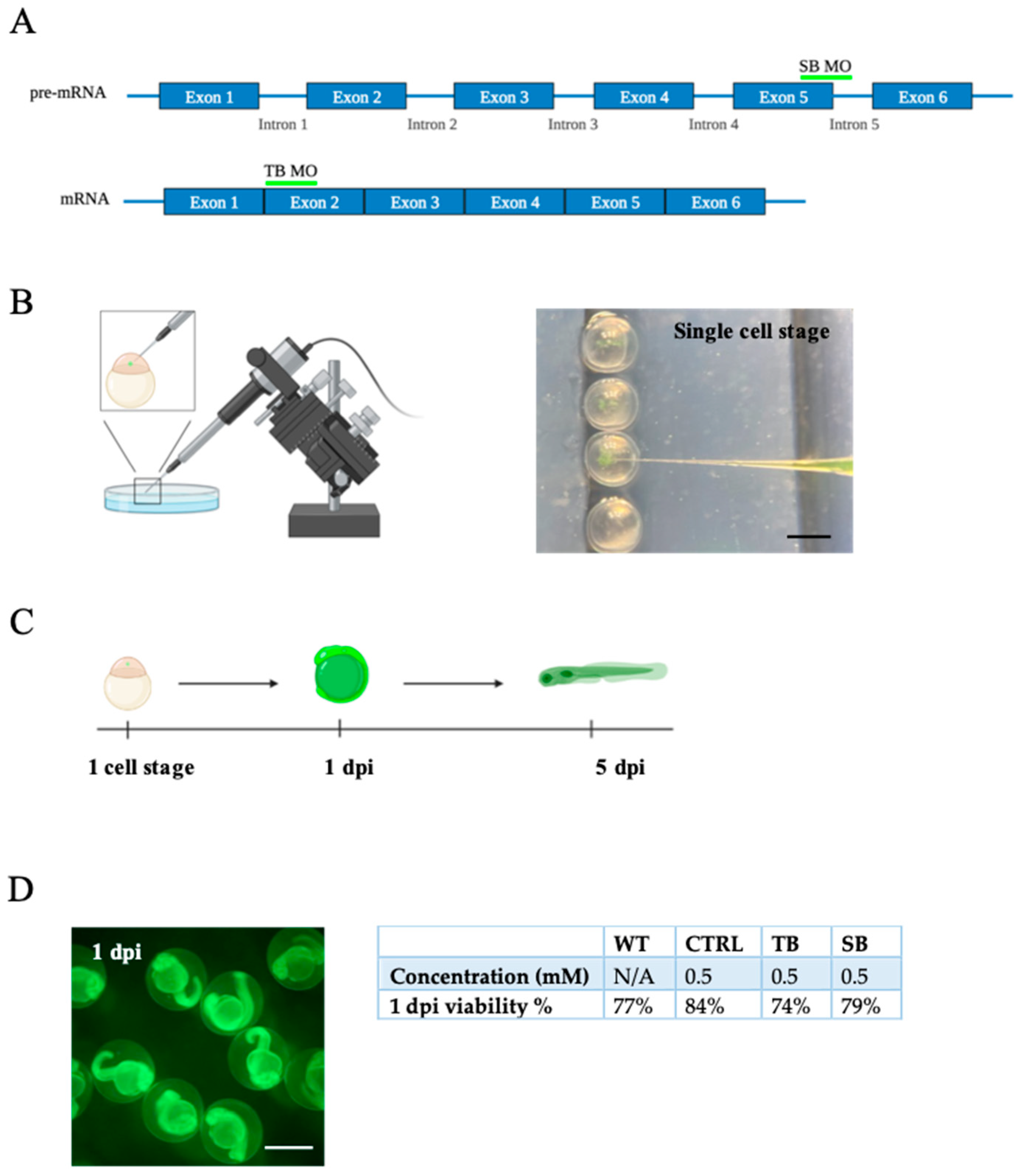 Biomolecules 14 00914 g001 Biomolecules 14 00914 g001