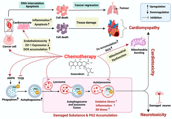 Complex Interplay between DNA Damage and Autophagy in Disease and Therapy