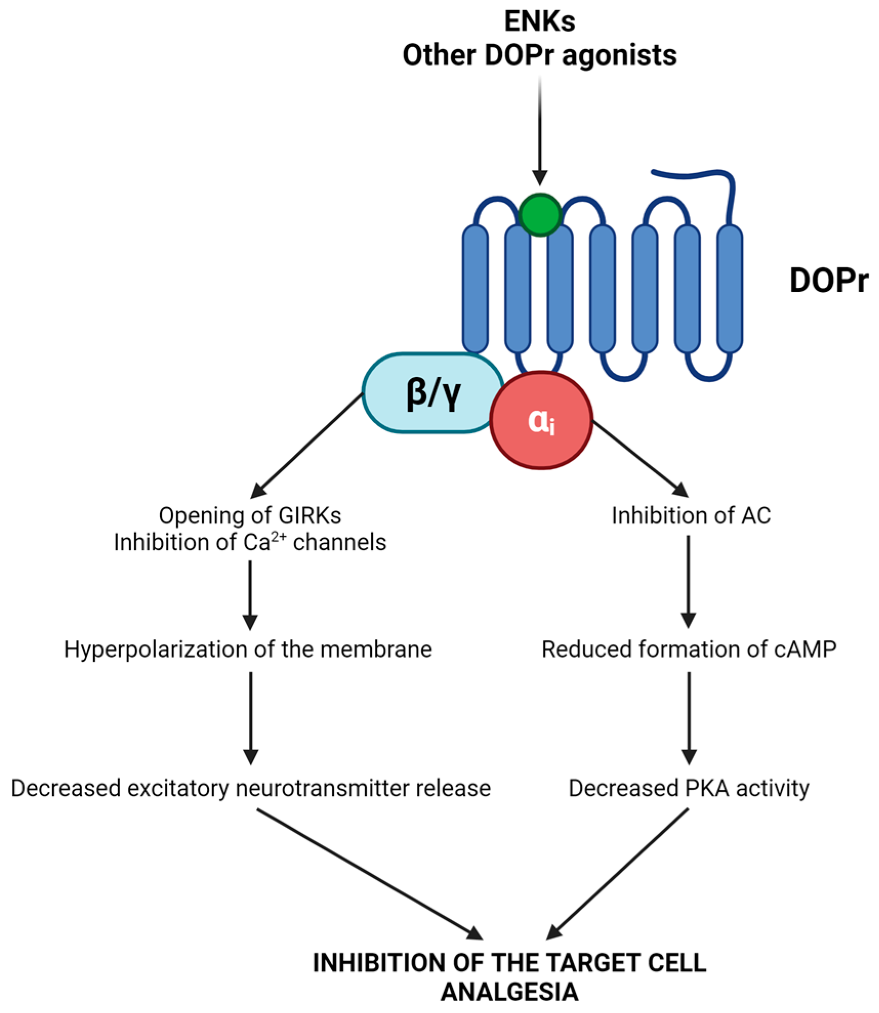 Biomolecules 14 00926 g002 Biomolecules 14 00926 g002