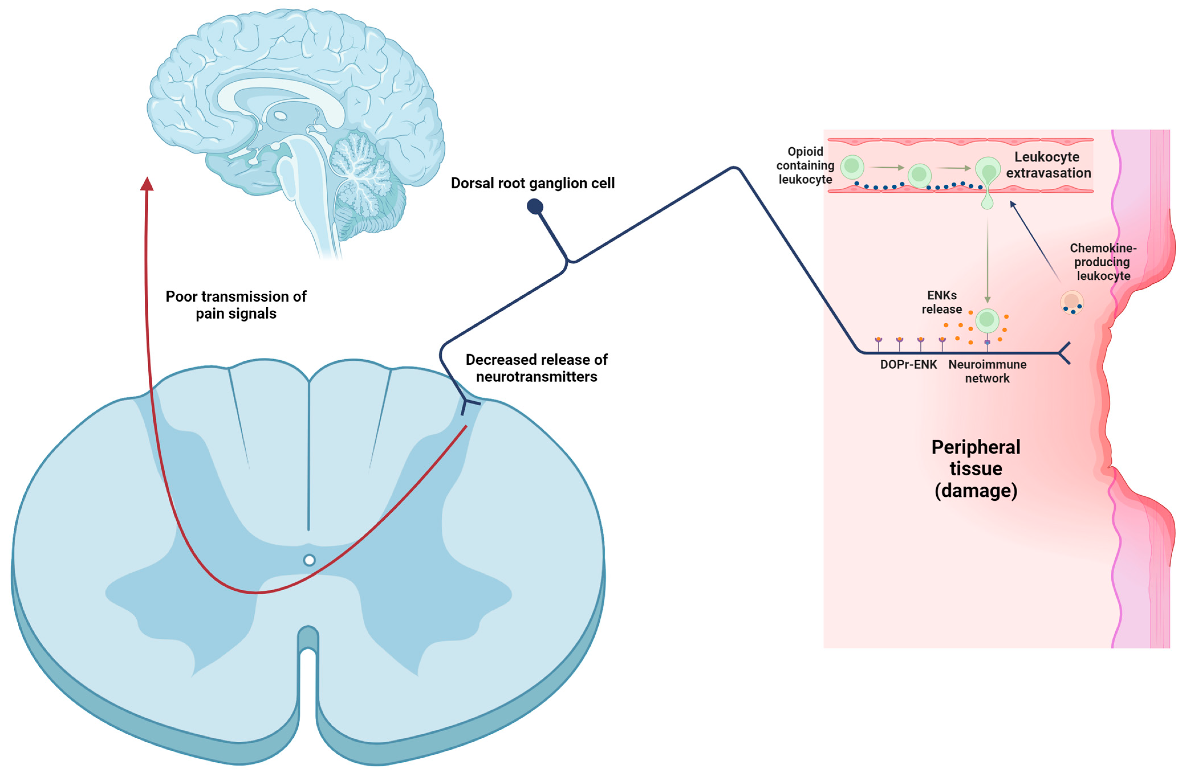 Biomolecules 14 00926 g004 Biomolecules 14 00926 g004