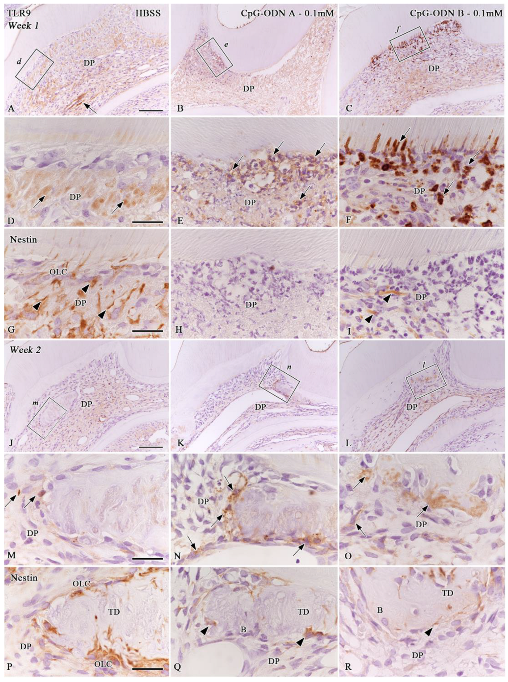 Biomolecules 14 00931 g007