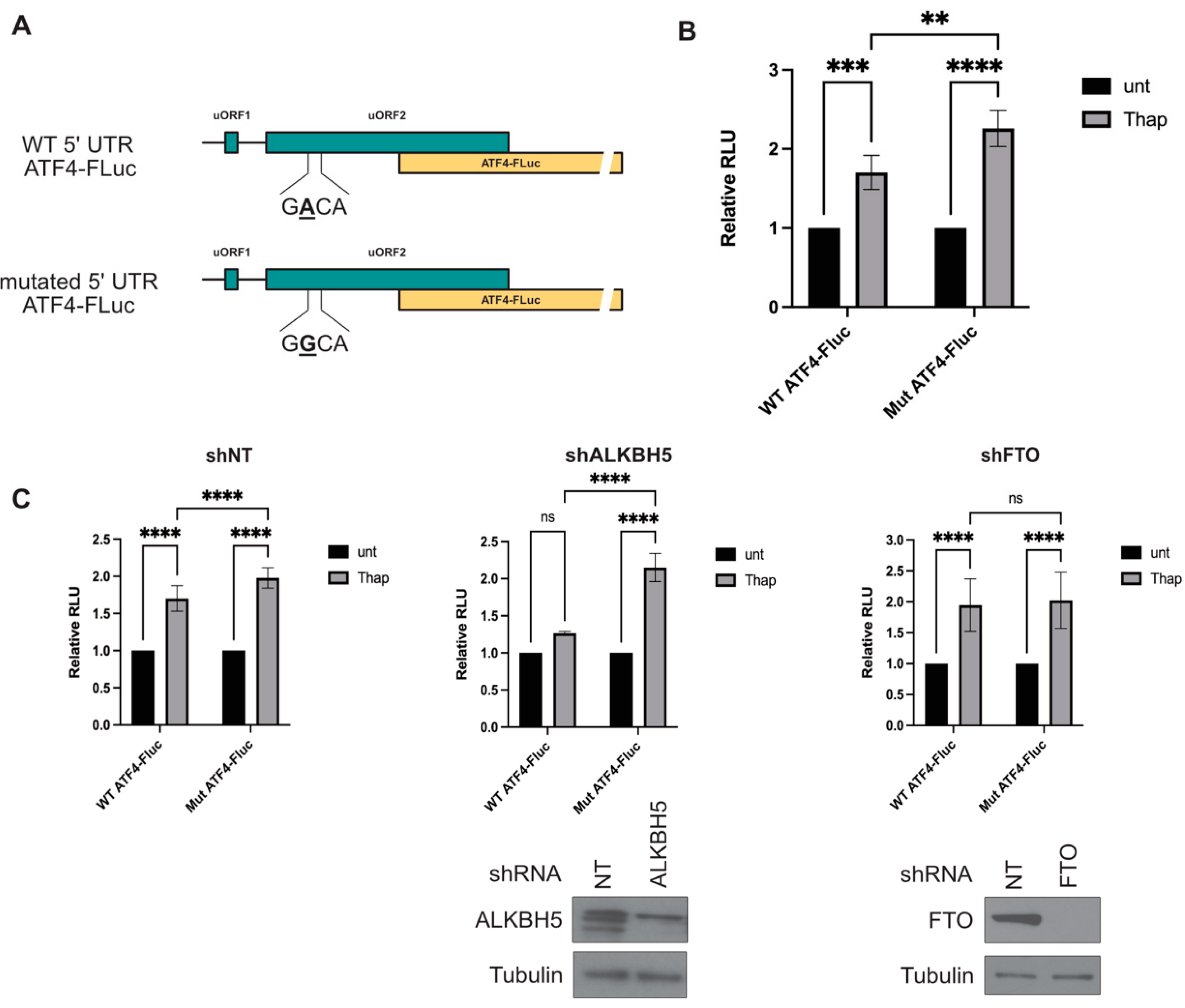 Biomolecules 14 00932 g004 Biomolecules 14 00932 g004