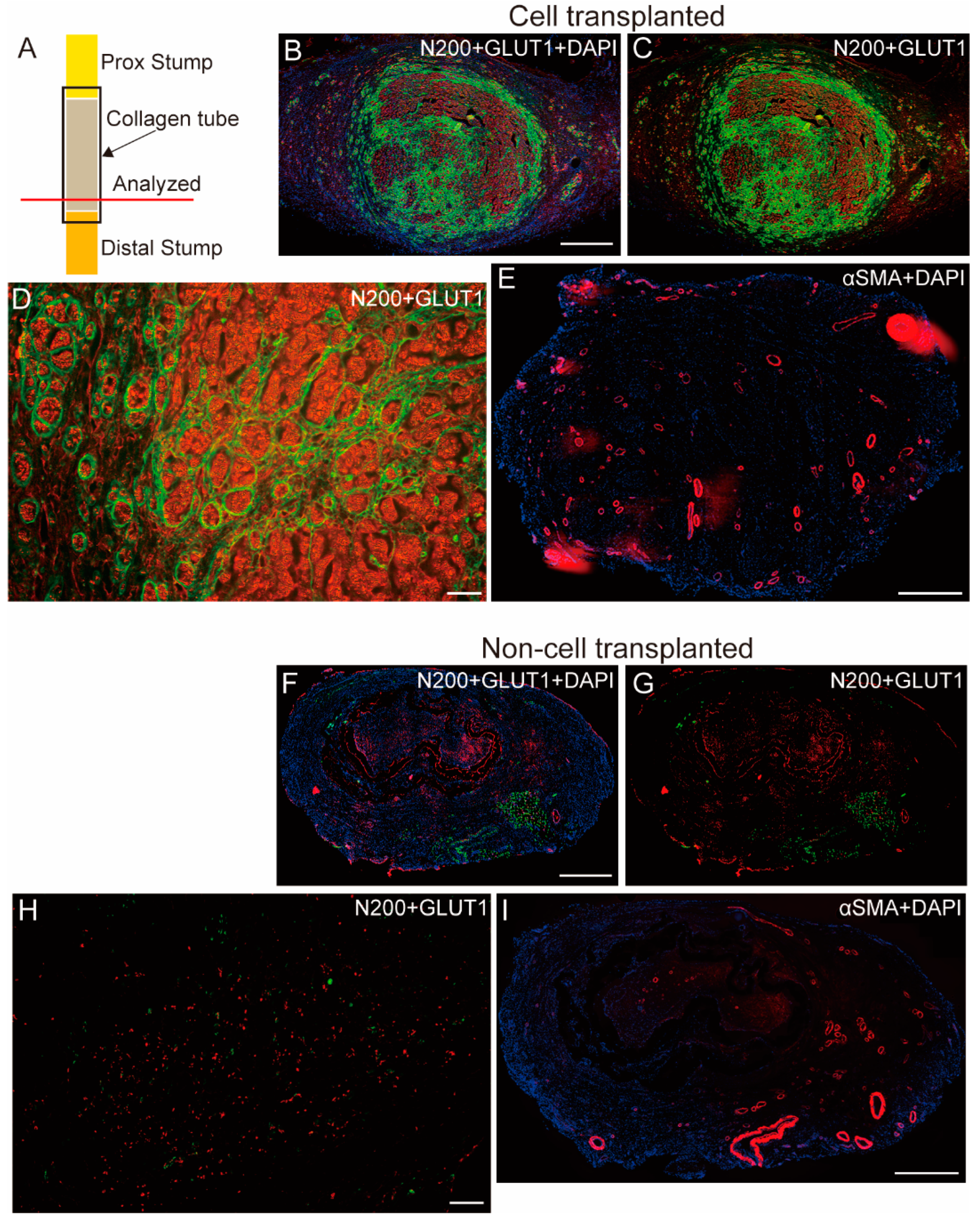 Biomolecules 14 00939 g007
