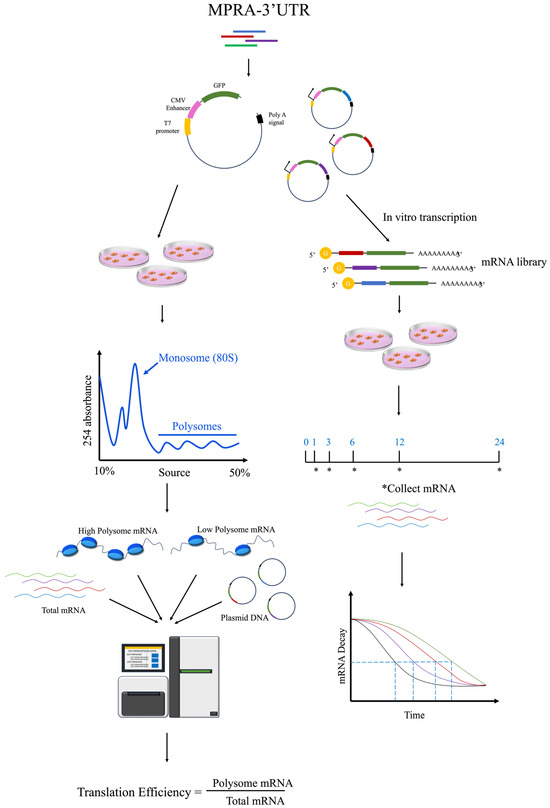 Mpra Process Identification, Design, and Application of Noncoding Cis-Regulatory ...