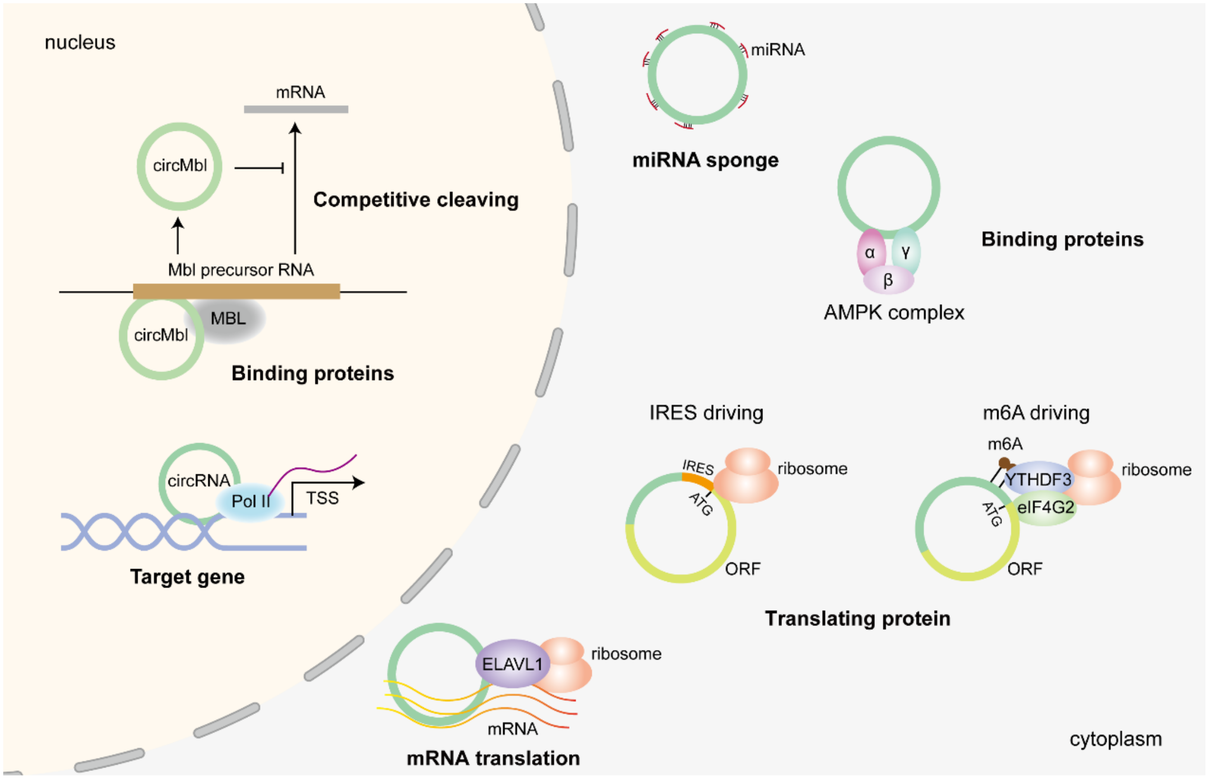 Biomolecules 14 00952 g002