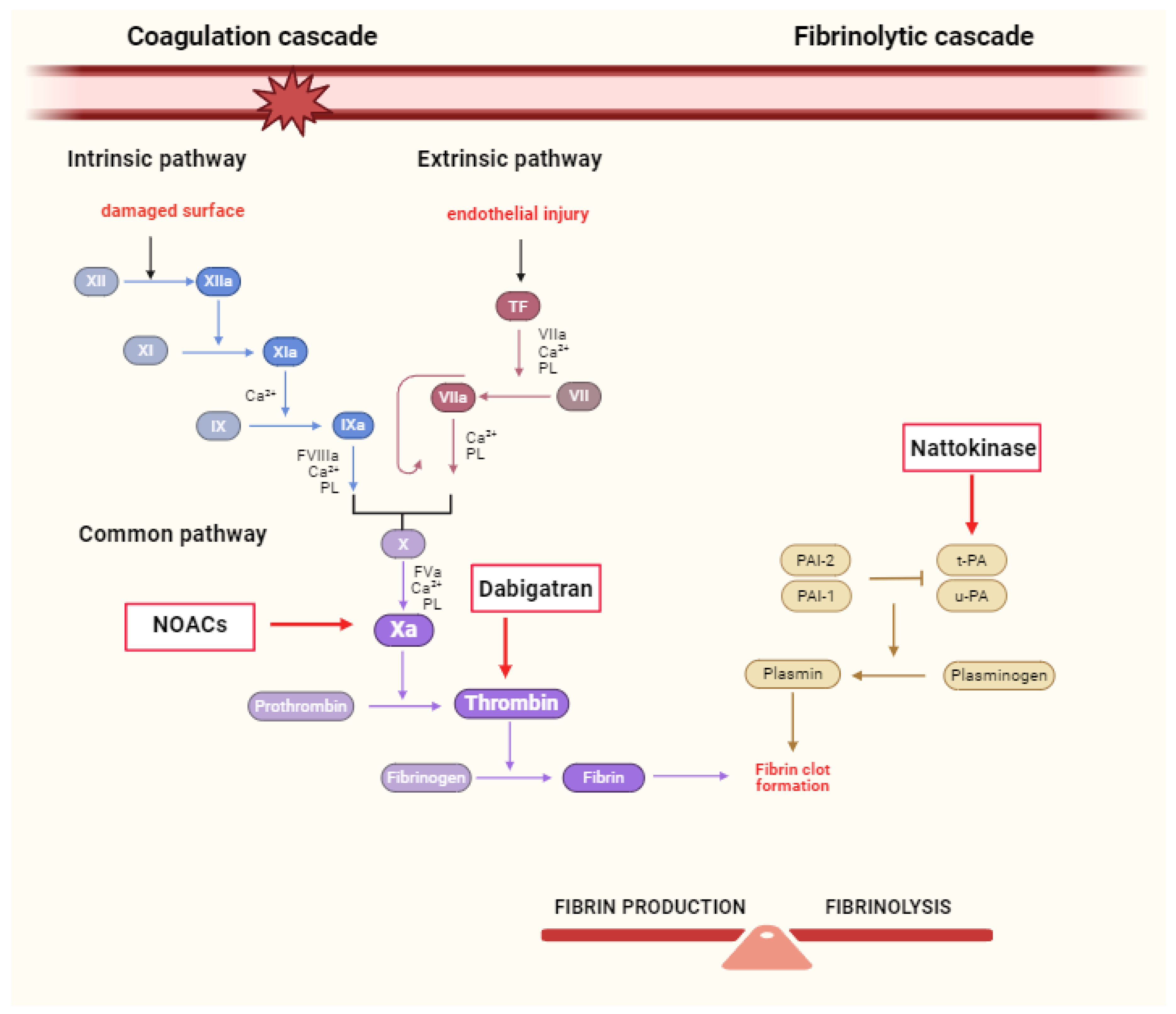Comparative Cardioprotective Effectiveness: NOACs vs 
