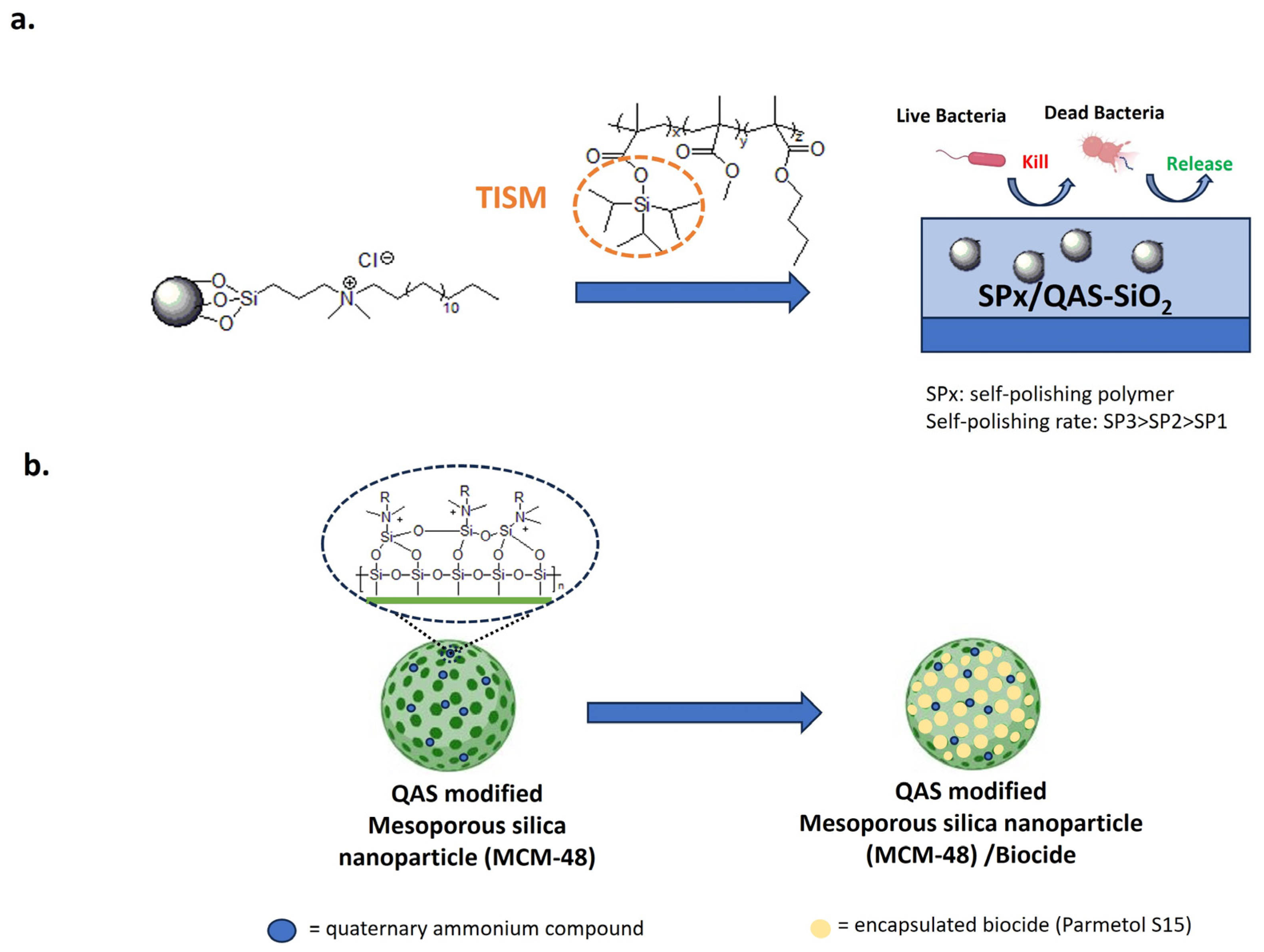 Biomolecules 14 00957 g014