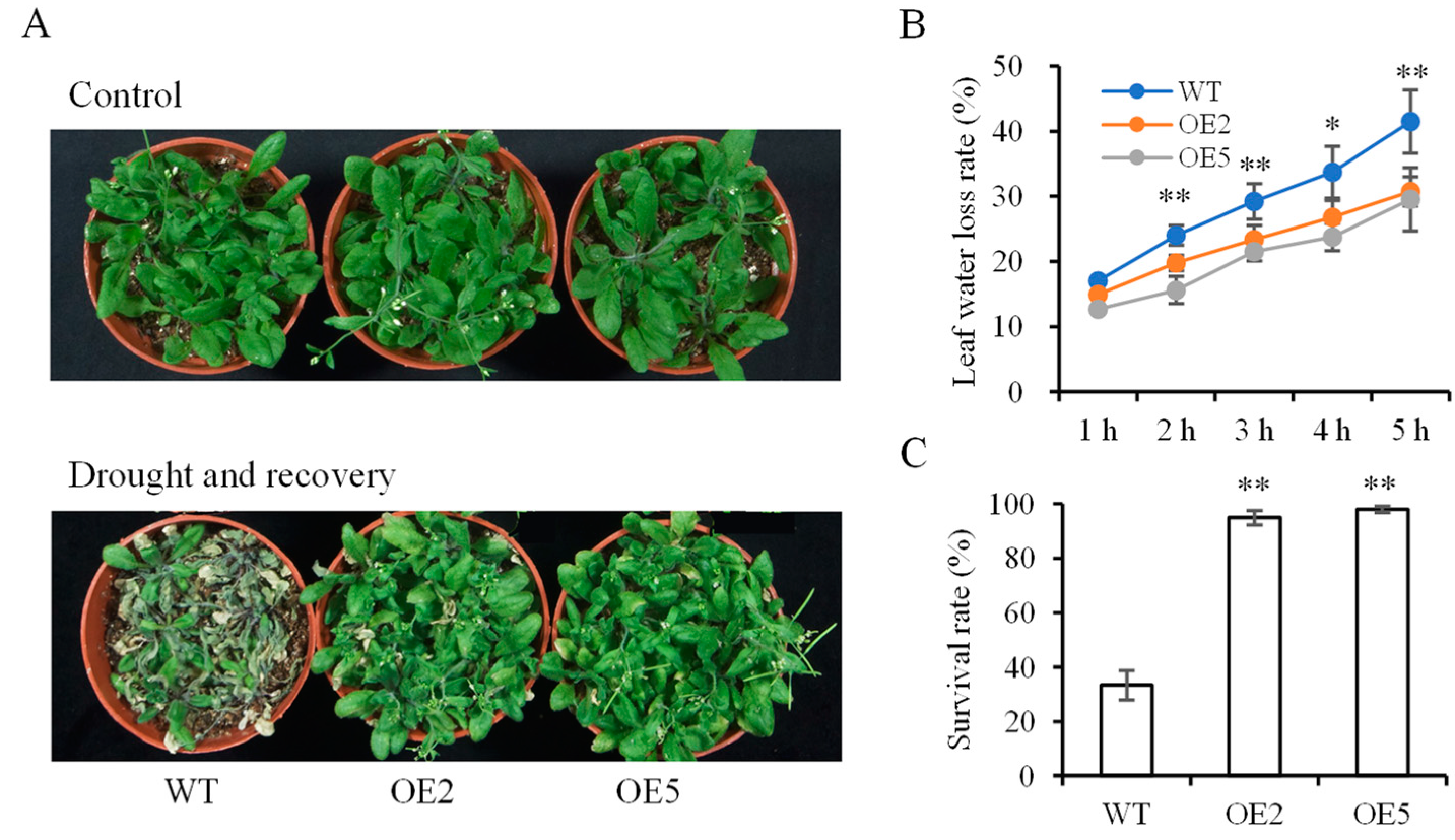 Biomolecules 14 00958 g006a