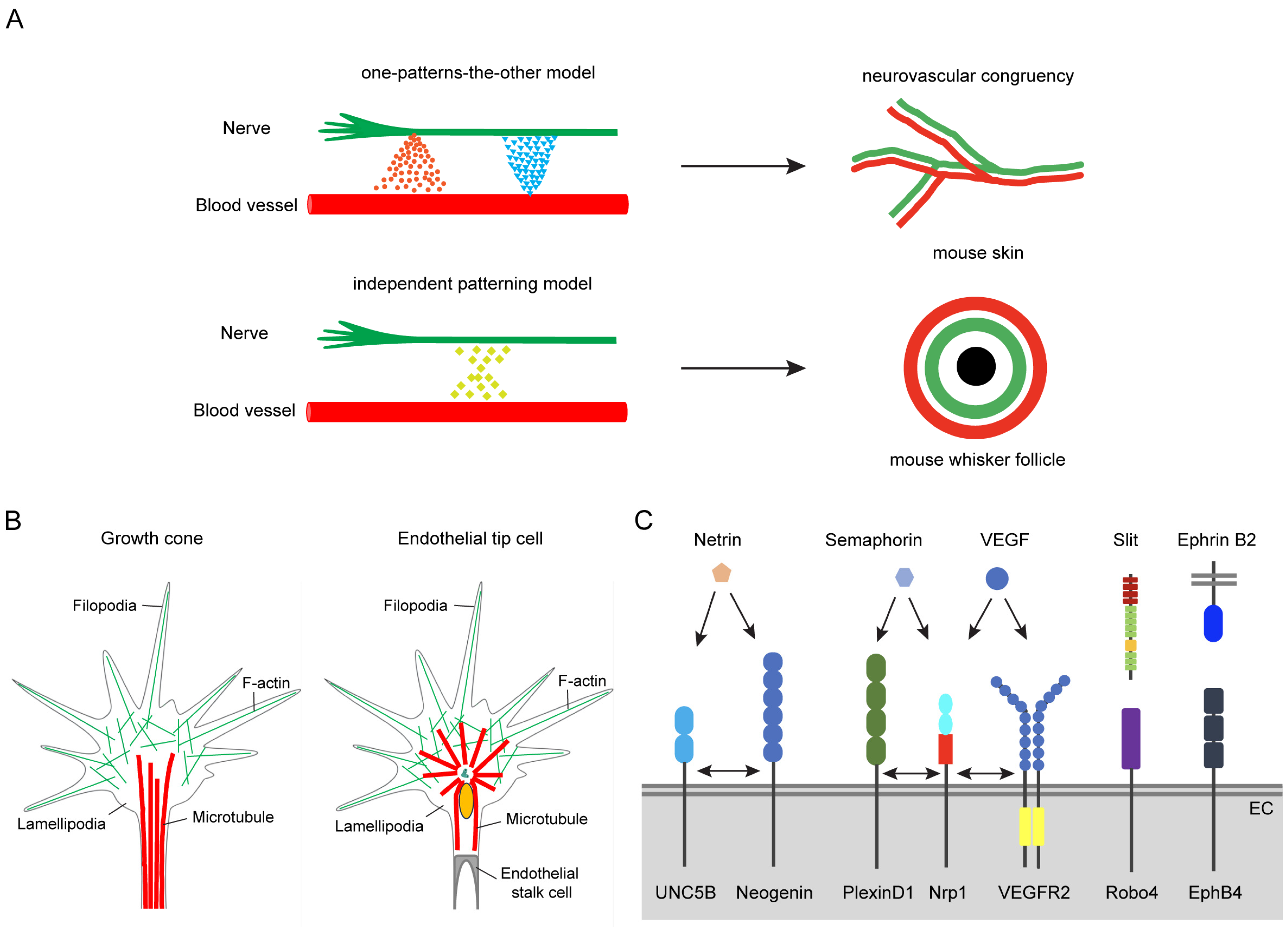 Biomolecules 14 00966 g001
