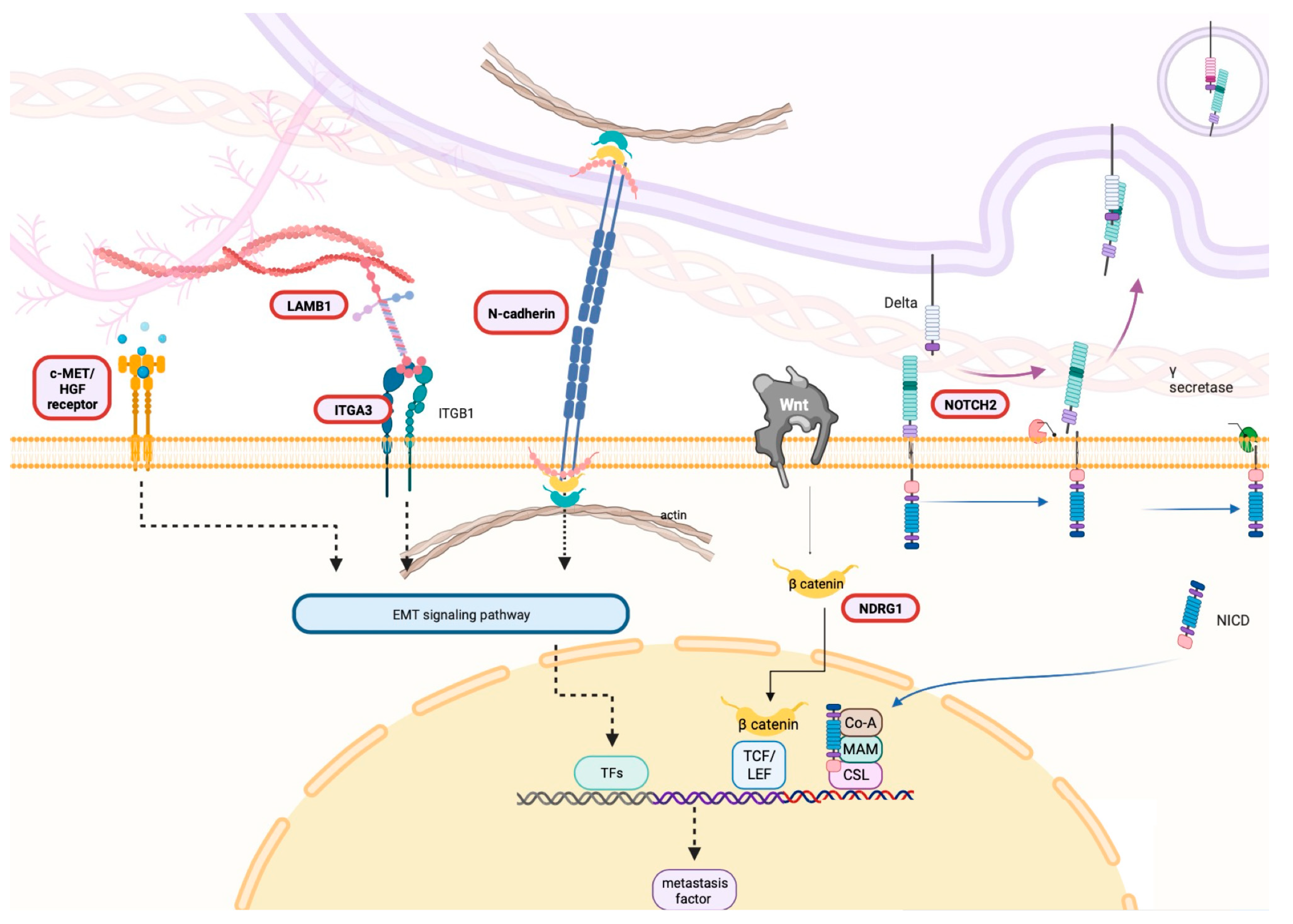 Biomolecules 14 00969 g008