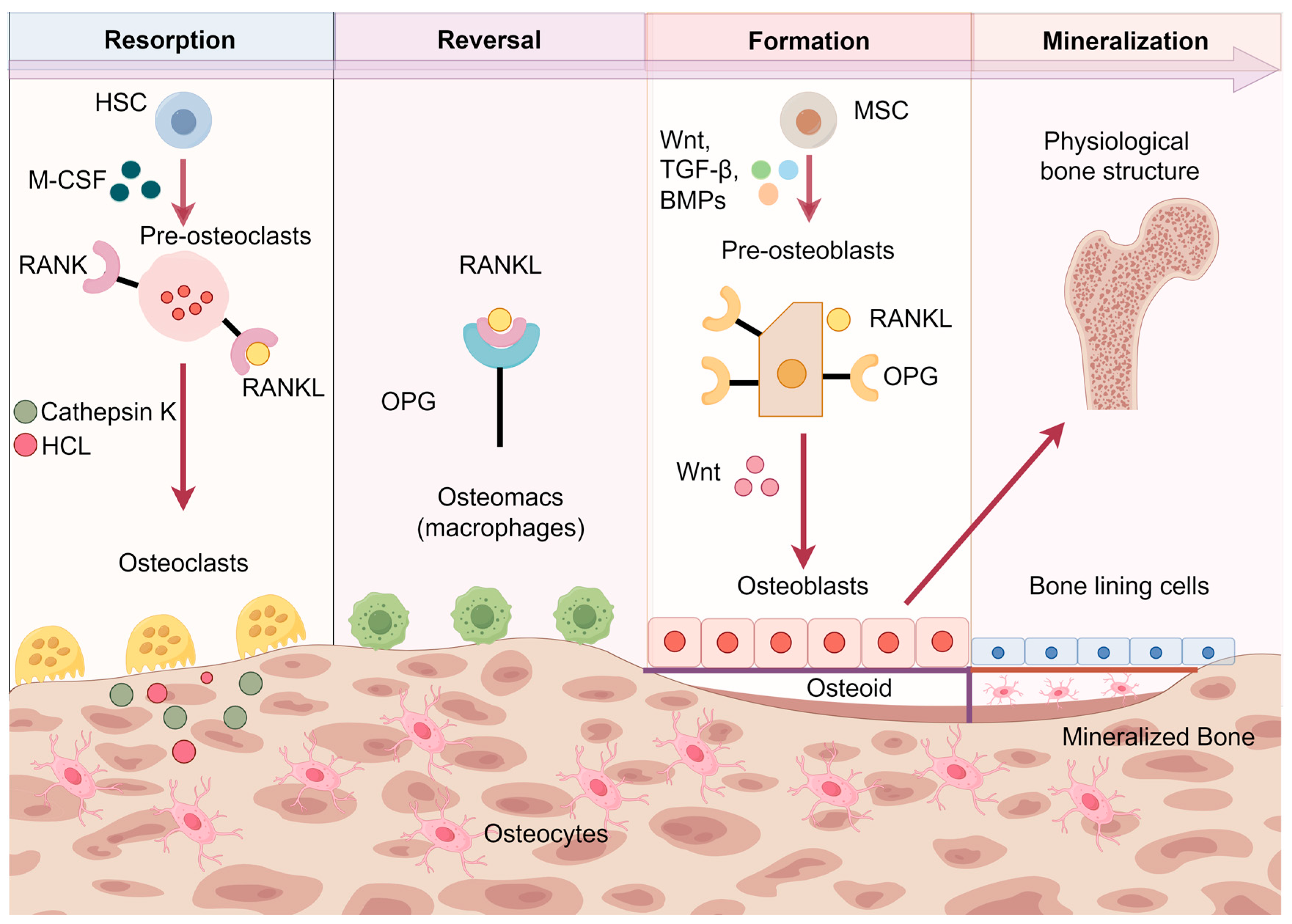 Biomolecules 14 00970 g001