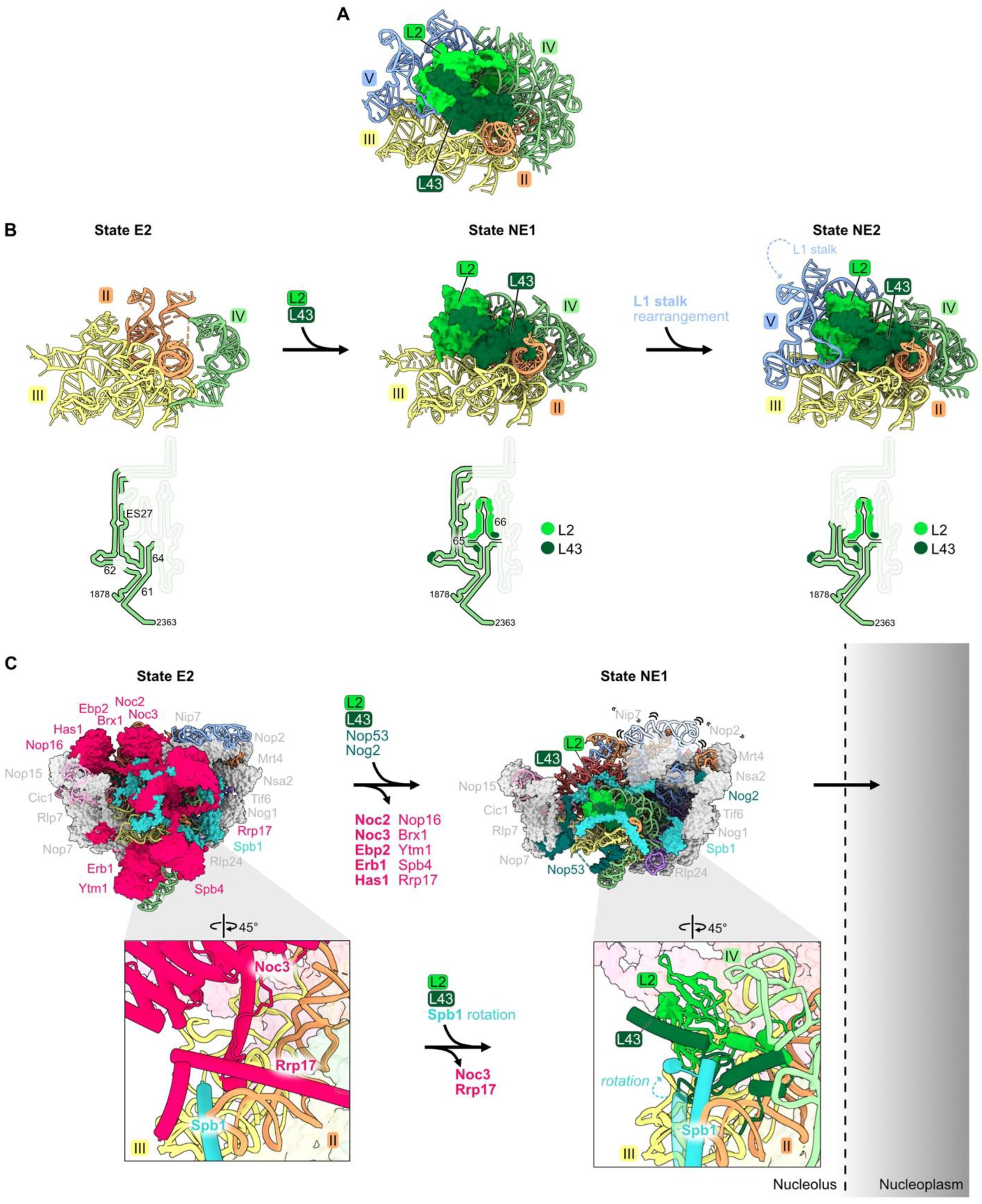 Biomolecules 14 00975 g007 Biomolecules 14 00975 g007