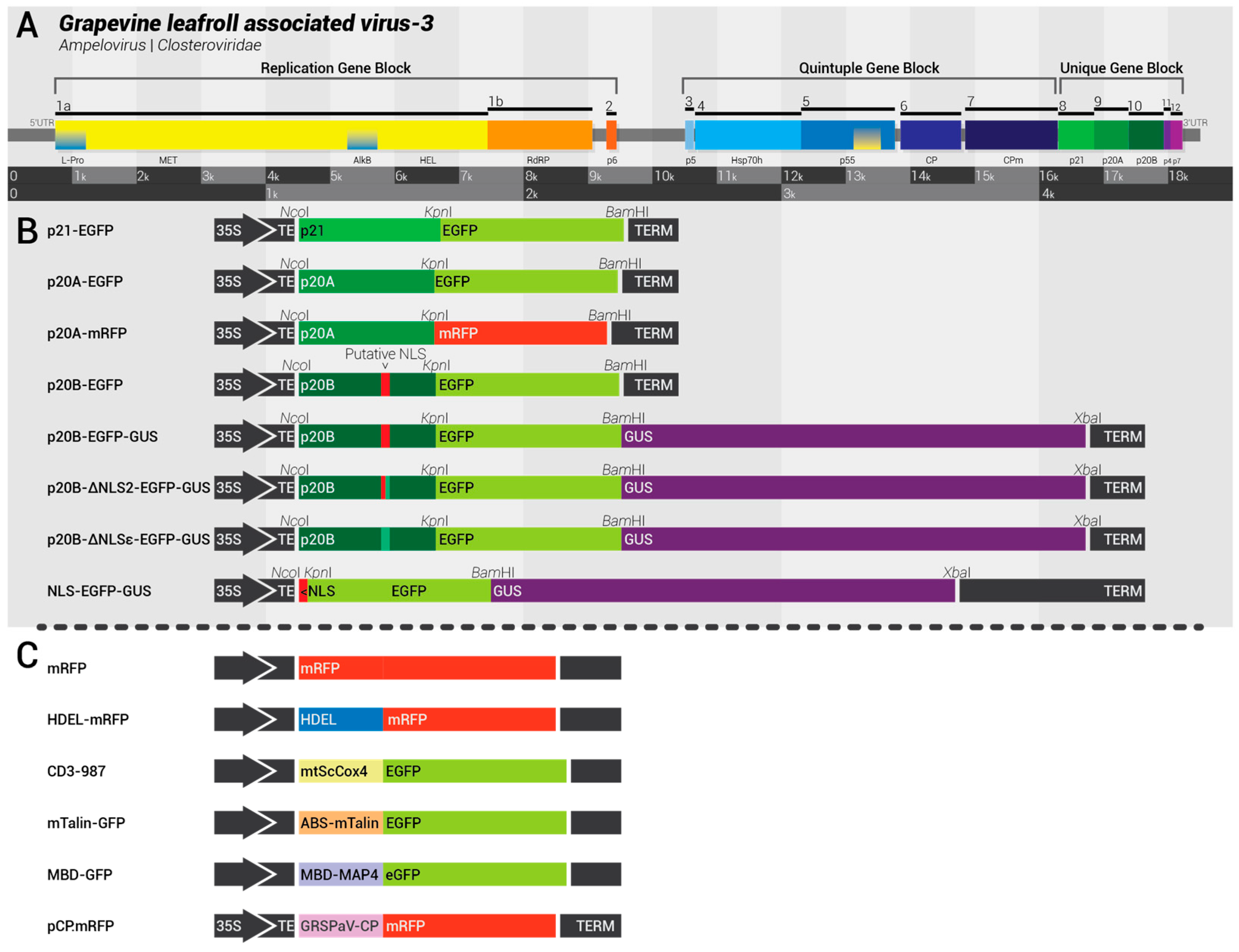 Biomolecules 14 00977 g001 Biomolecules 14 00977 g001