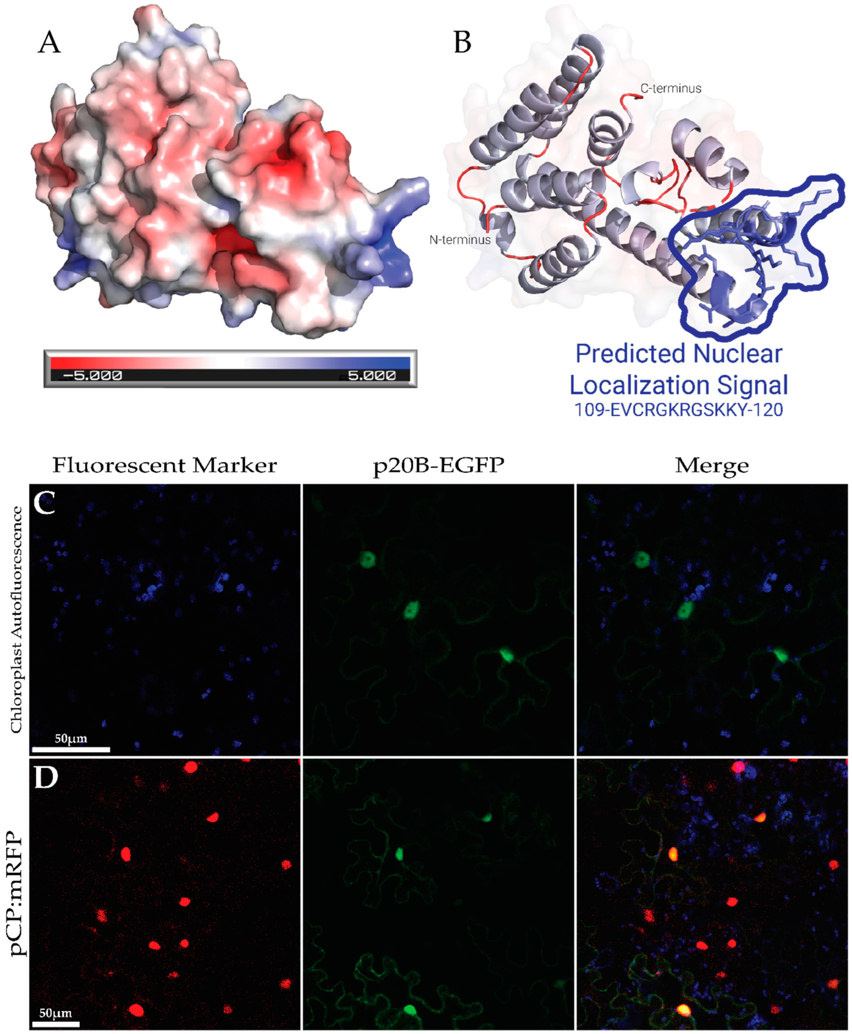 Biomolecules 14 00977 g004 Biomolecules 14 00977 g004