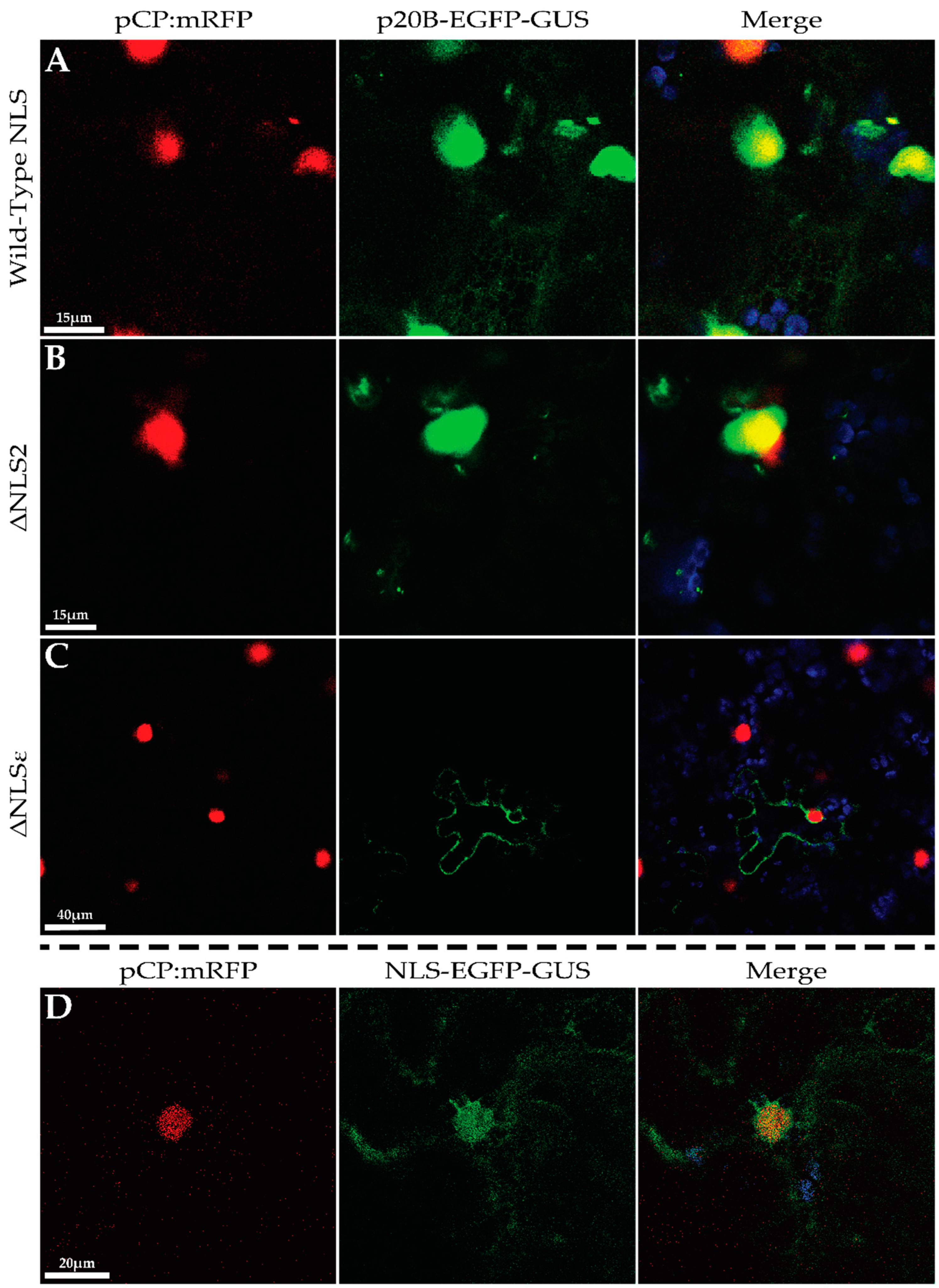 Biomolecules 14 00977 g005 Biomolecules 14 00977 g005