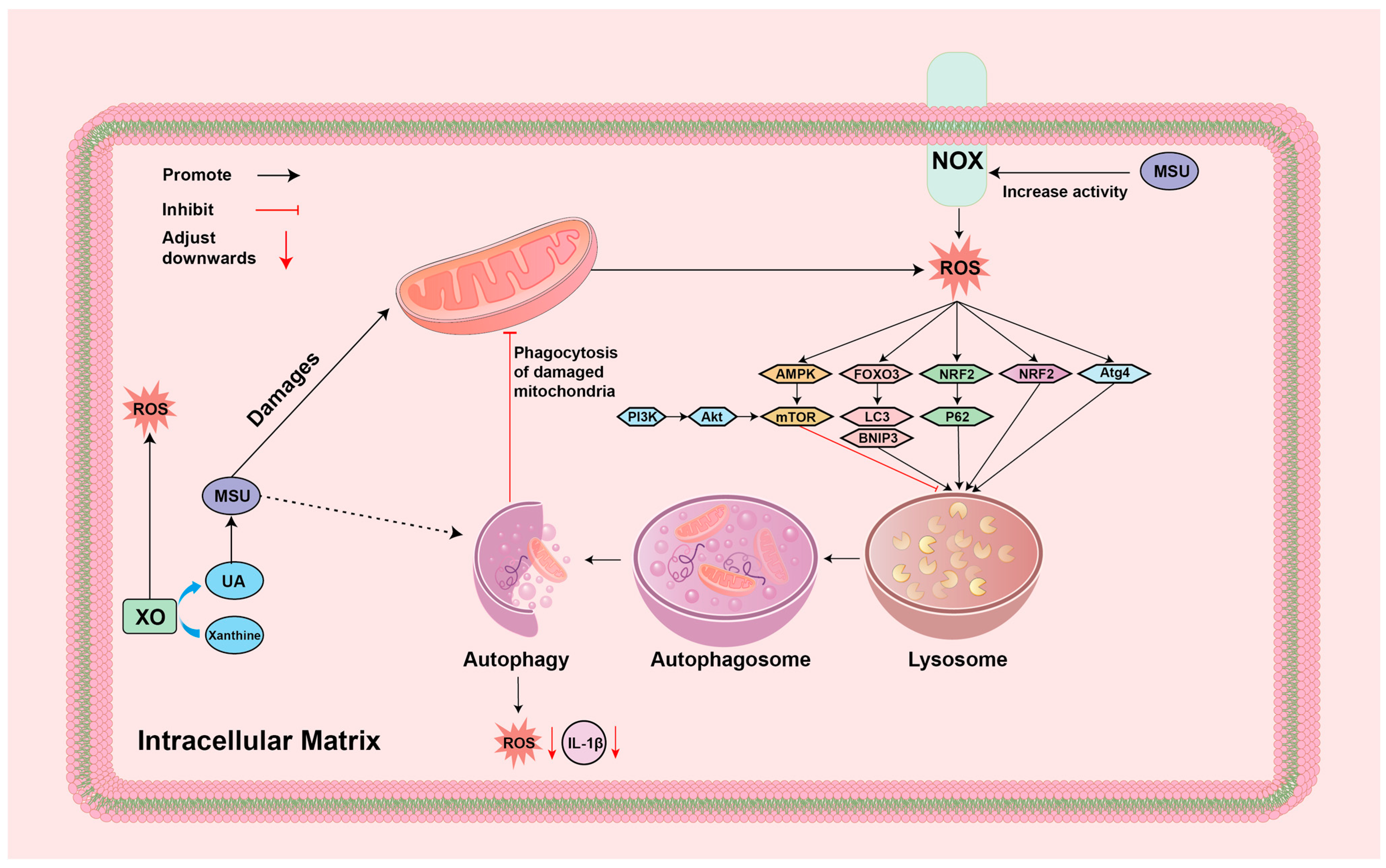 Biomolecules 14 00978 g006