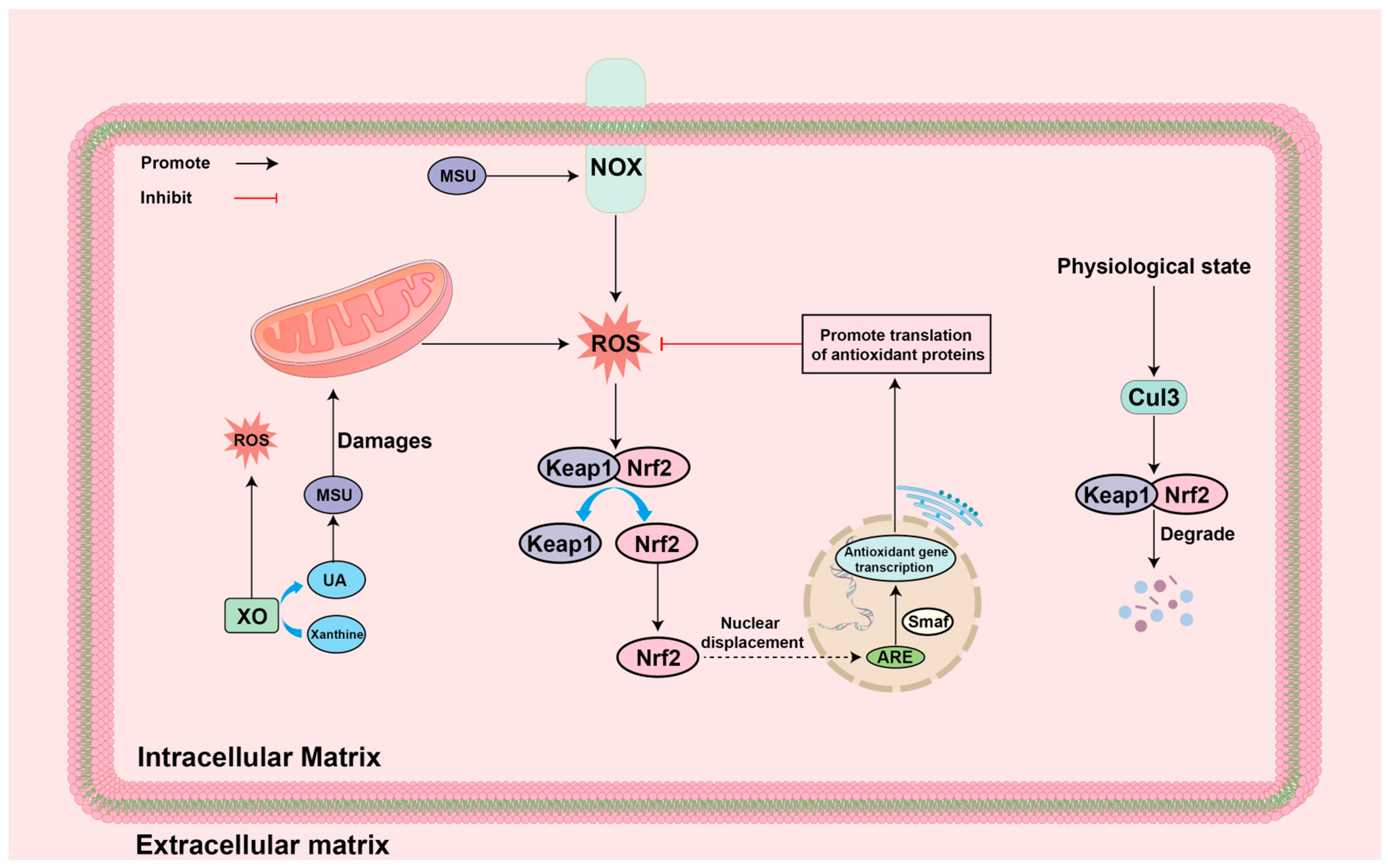 Biomolecules 14 00978 g008