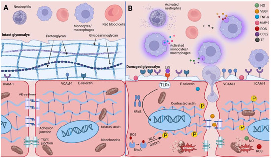 ※U Stress-induced dysfunction of neurovascular astrocytes in