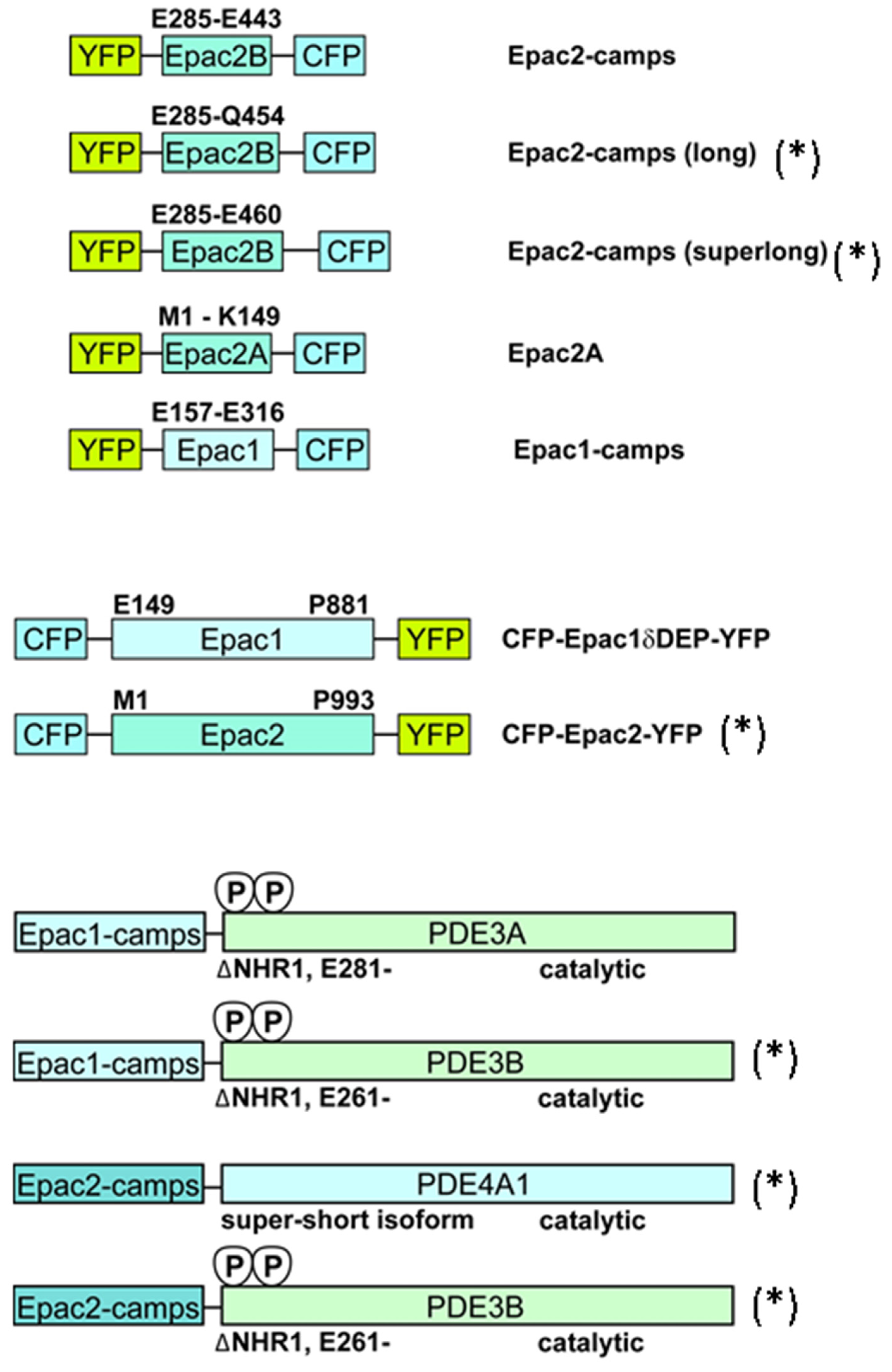 Biomolecules 14 00985 g001