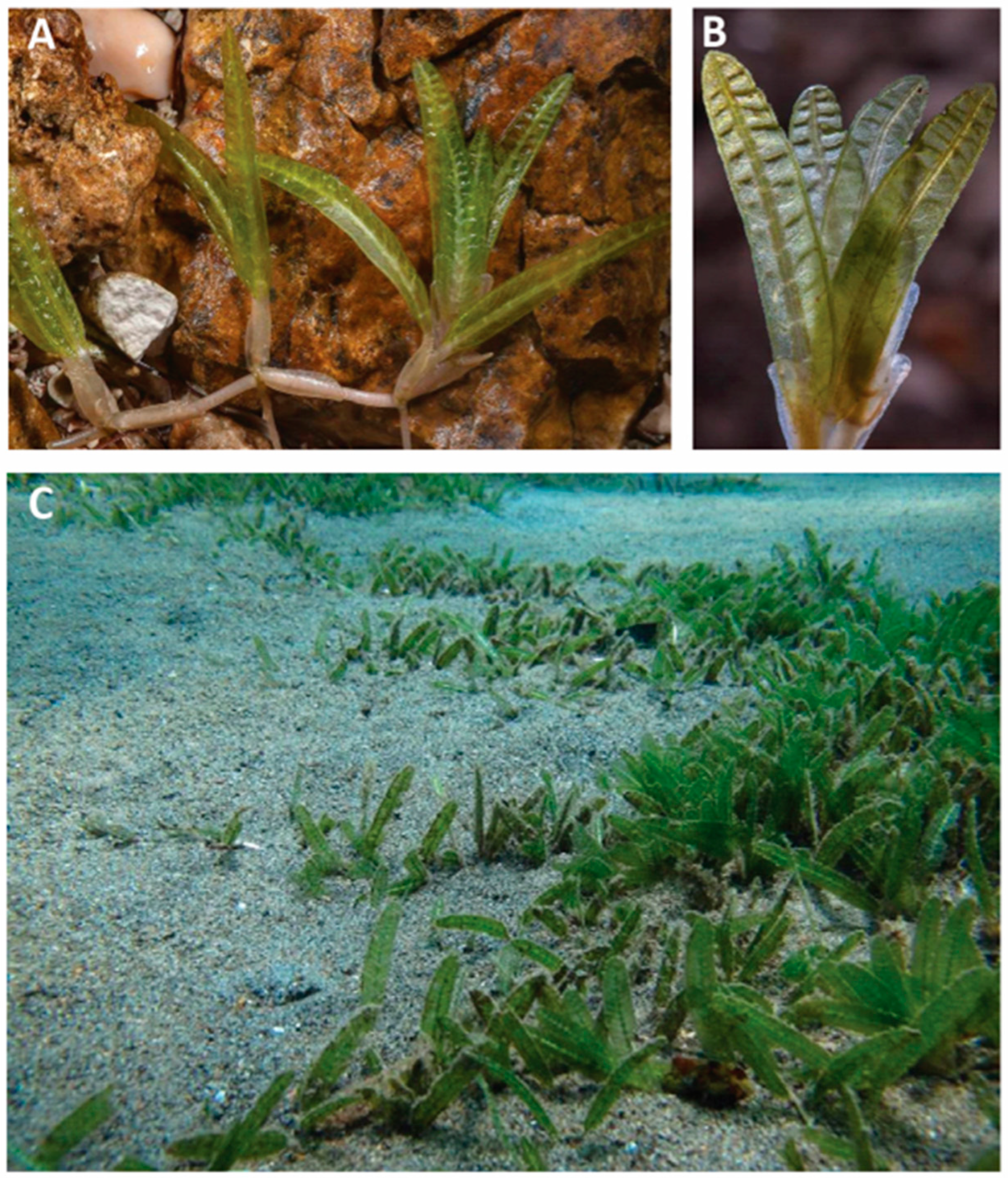 Biomolecules 14 00991 g001