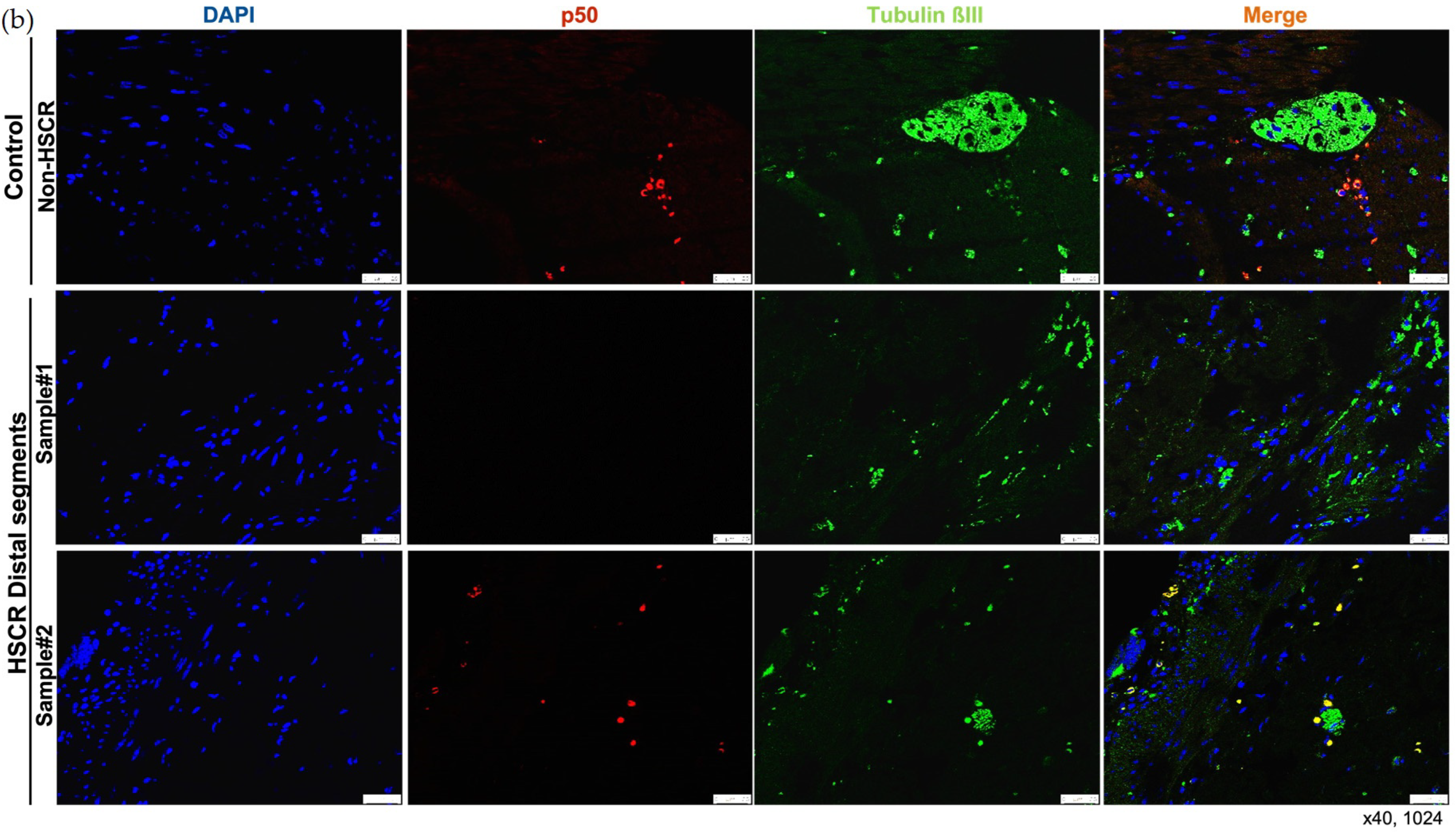 Biomolecules 14 00992 g003b