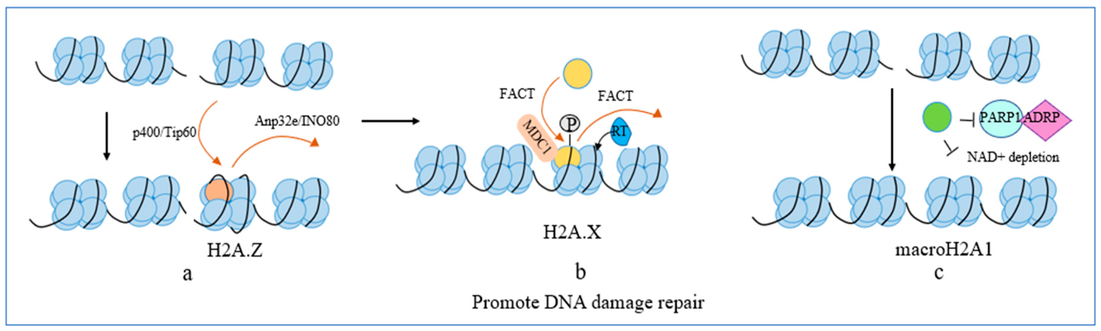 Biomolecules 14 00993 g002