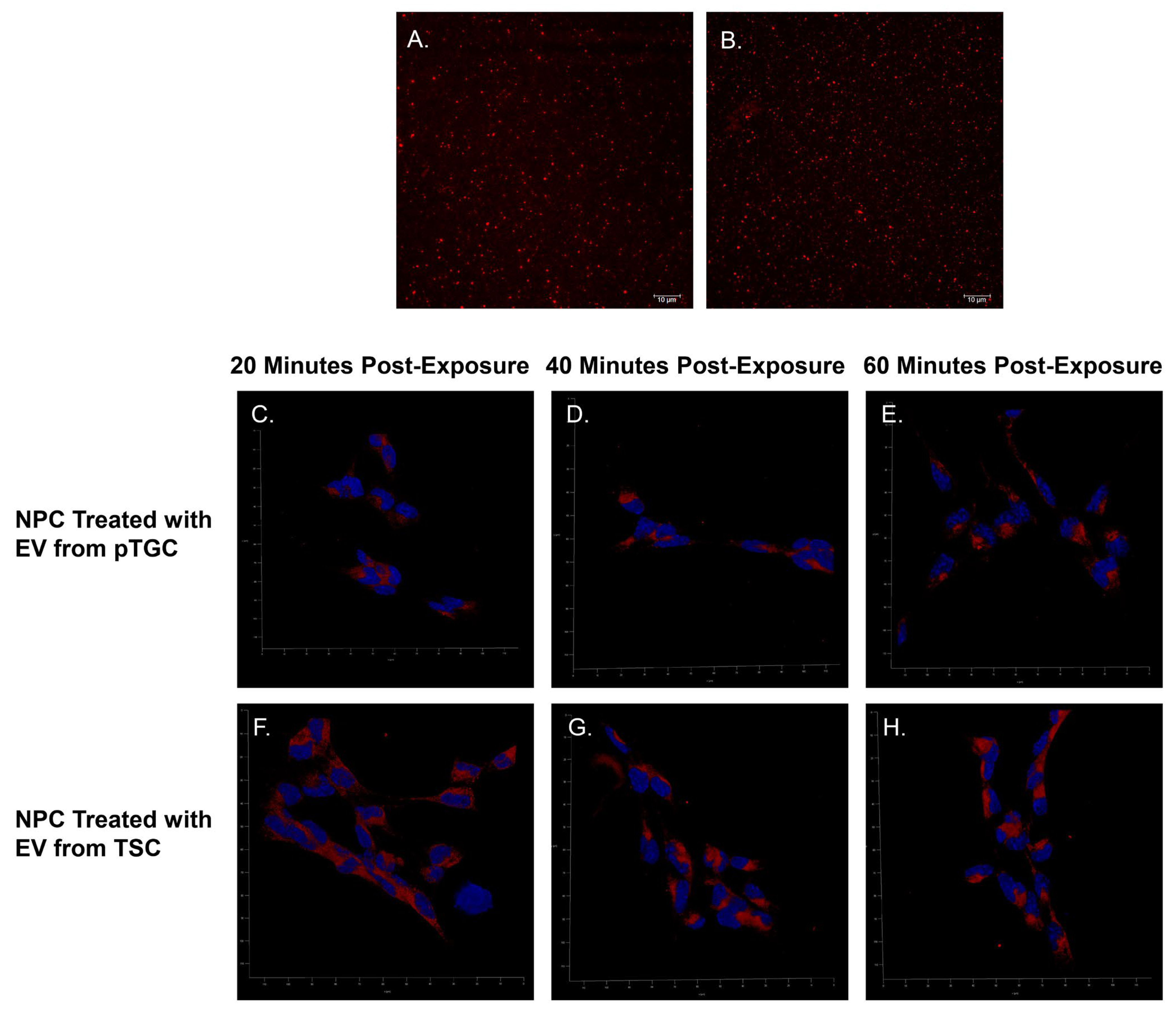 Biomolecules 14 00995 g003 Biomolecules 14 00995 g003