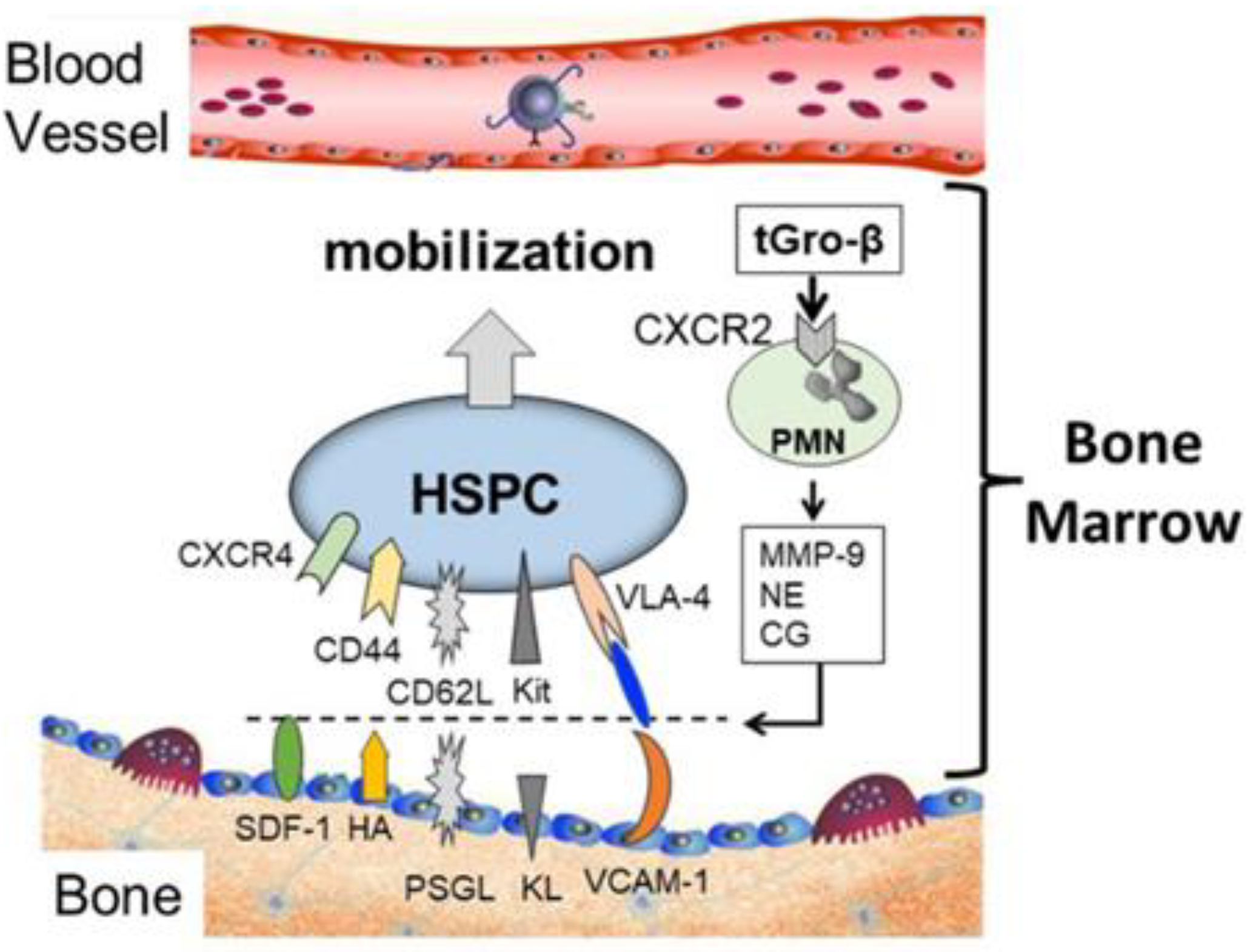 Biomolecules 14 01003 g001 Biomolecules 14 01003 g001