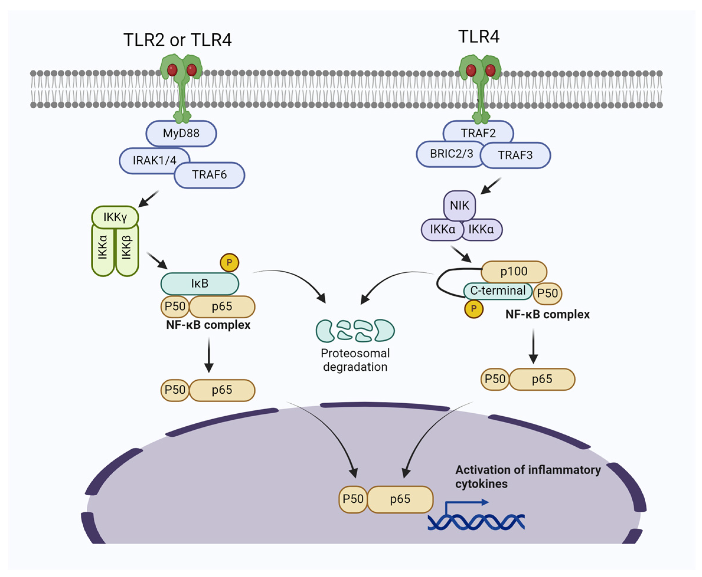 Biomolecules 14 01011 g001