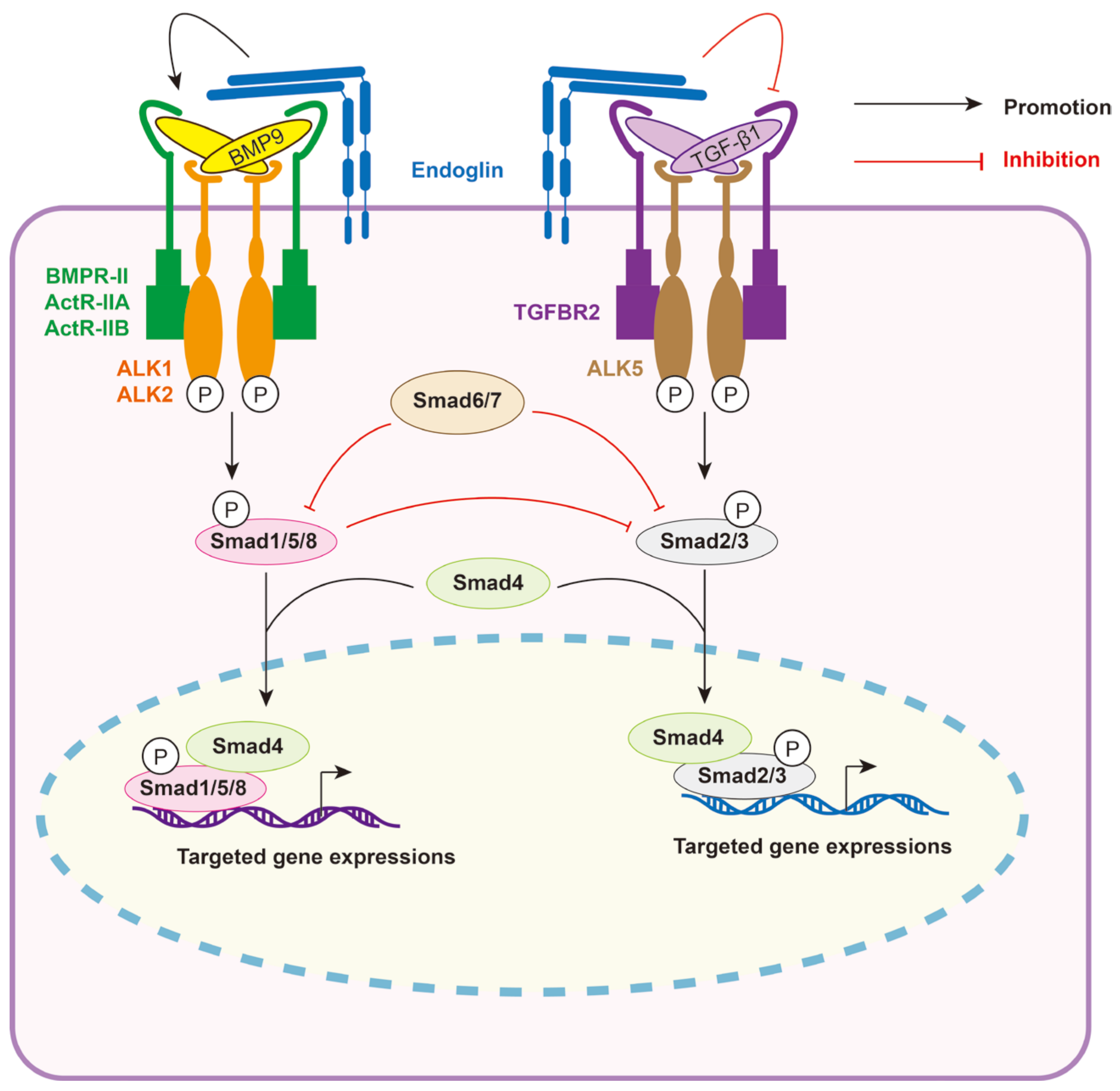 Biomolecules 14 01013 g003 Biomolecules 14 01013 g003