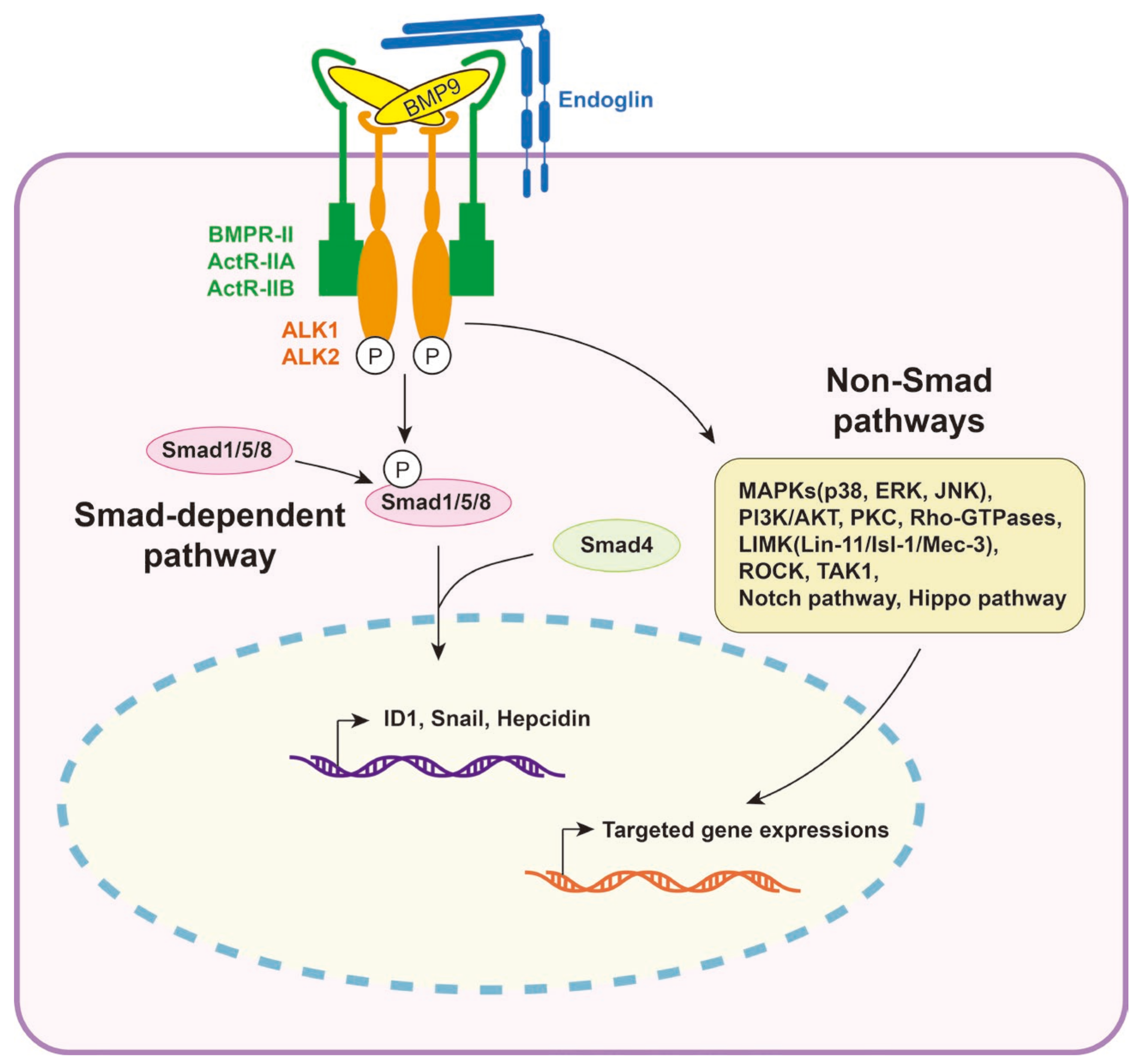 Biomolecules 14 01013 g004 Biomolecules 14 01013 g004