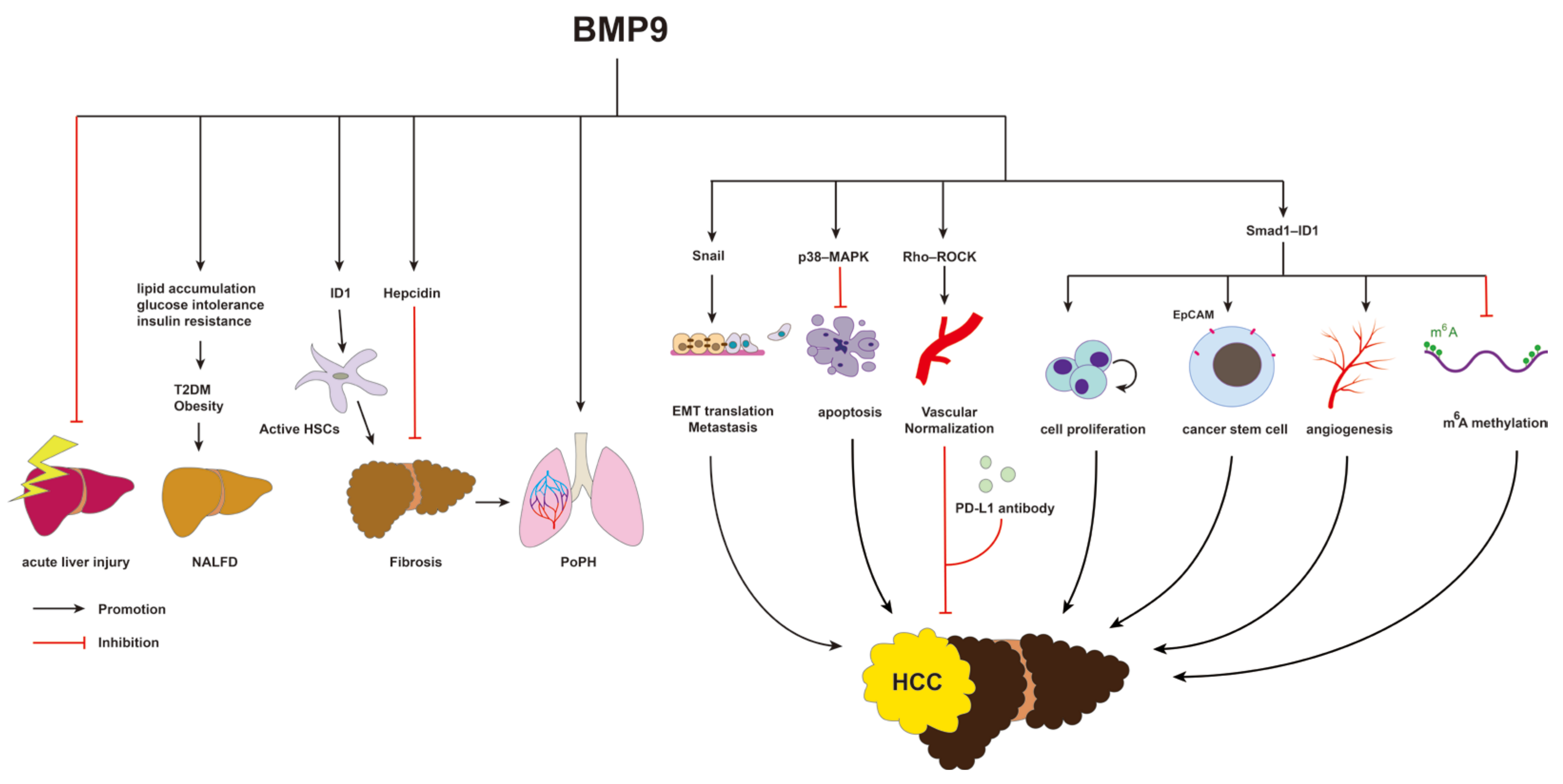 Biomolecules 14 01013 g005 Biomolecules 14 01013 g005
