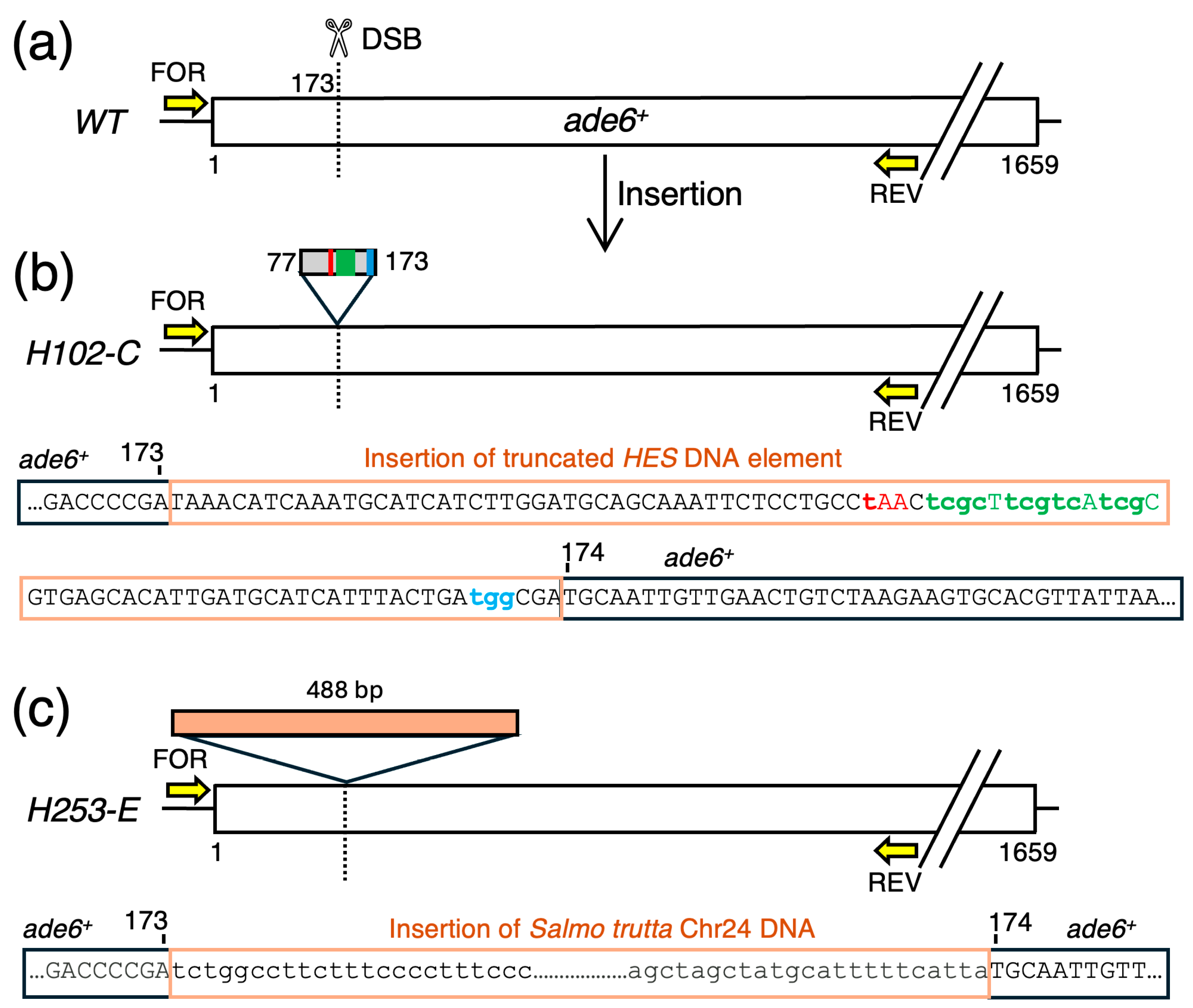Biomolecules 14 01016 g007 Biomolecules 14 01016 g007