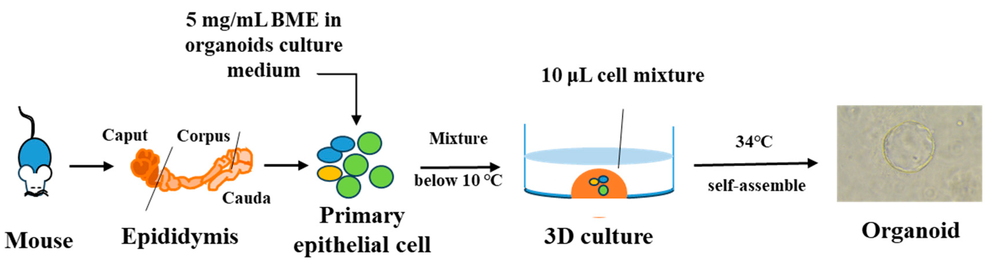 Biomolecules 14 01026 g003