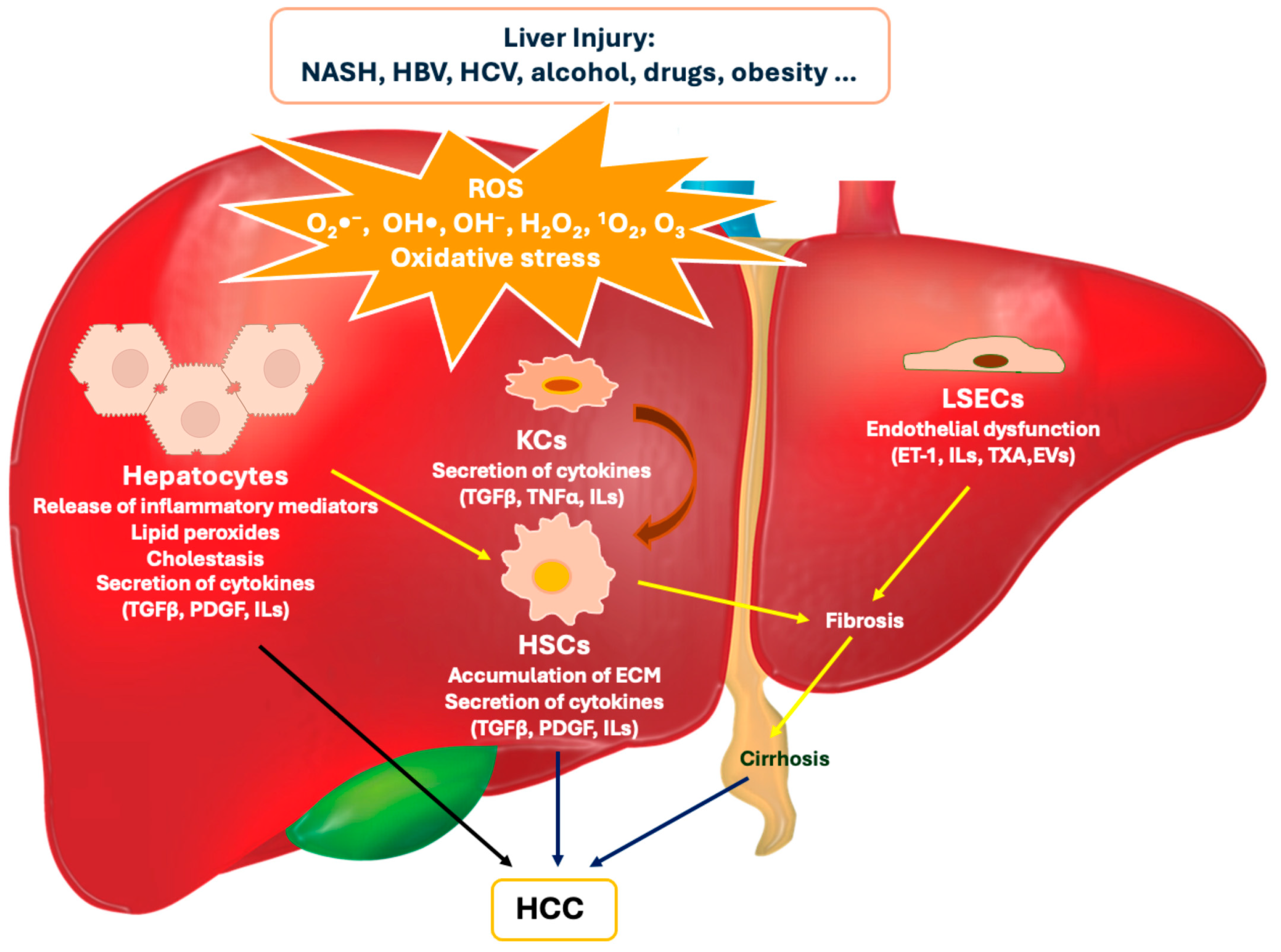 Biomolecules 14 01031 g001