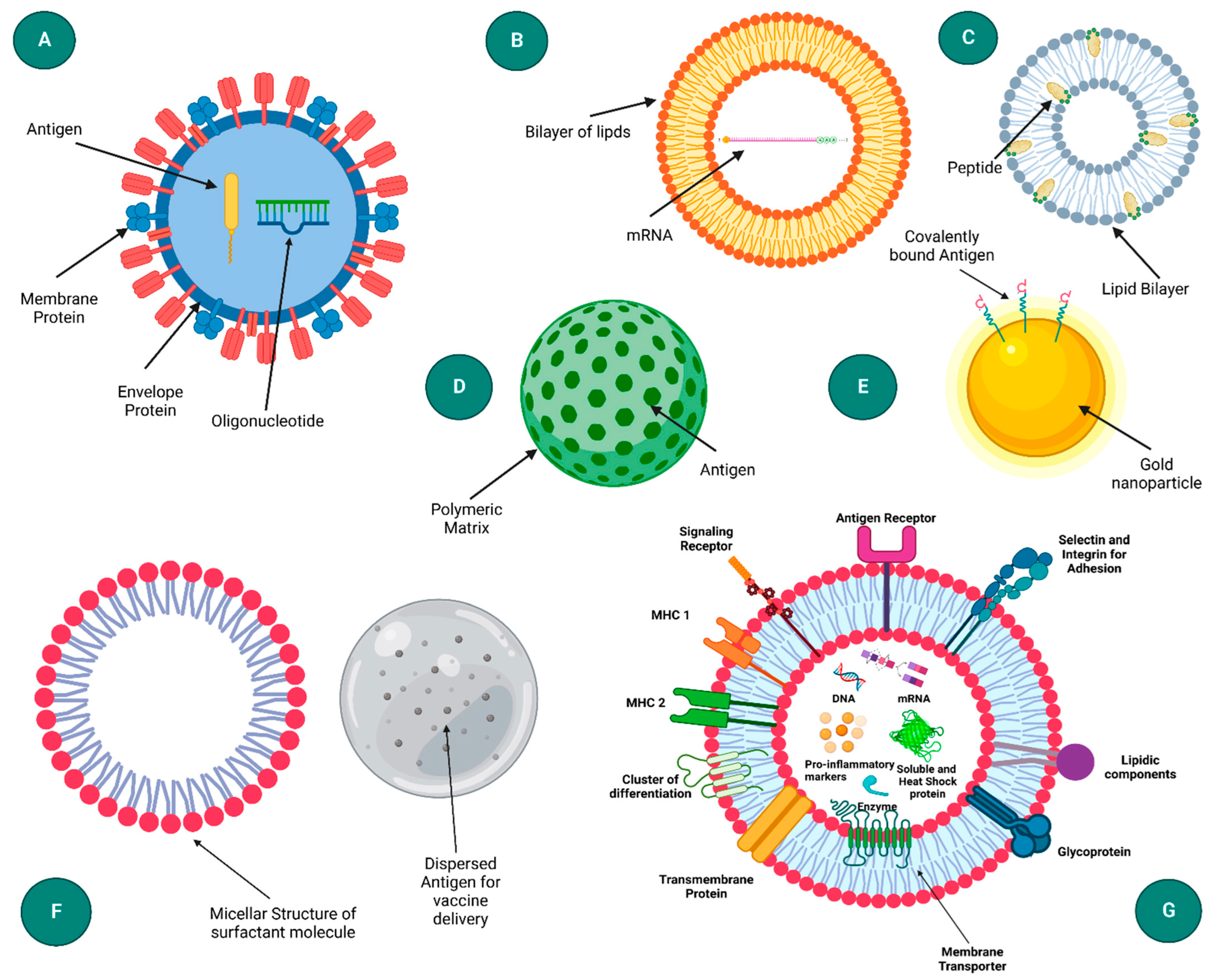 Biomolecules 14 01036 g003