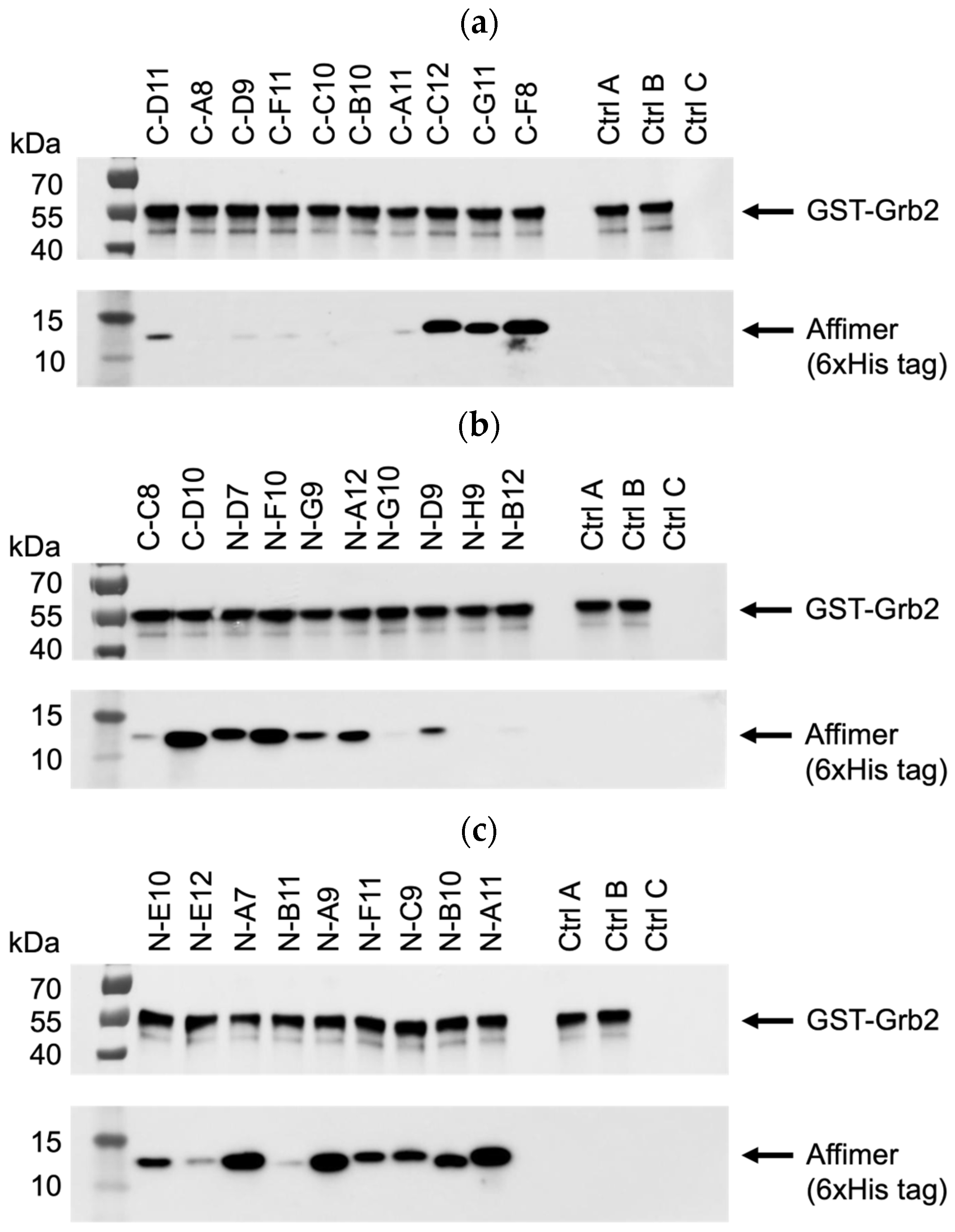 Biomolecules 14 01040 g005 Biomolecules 14 01040 g005