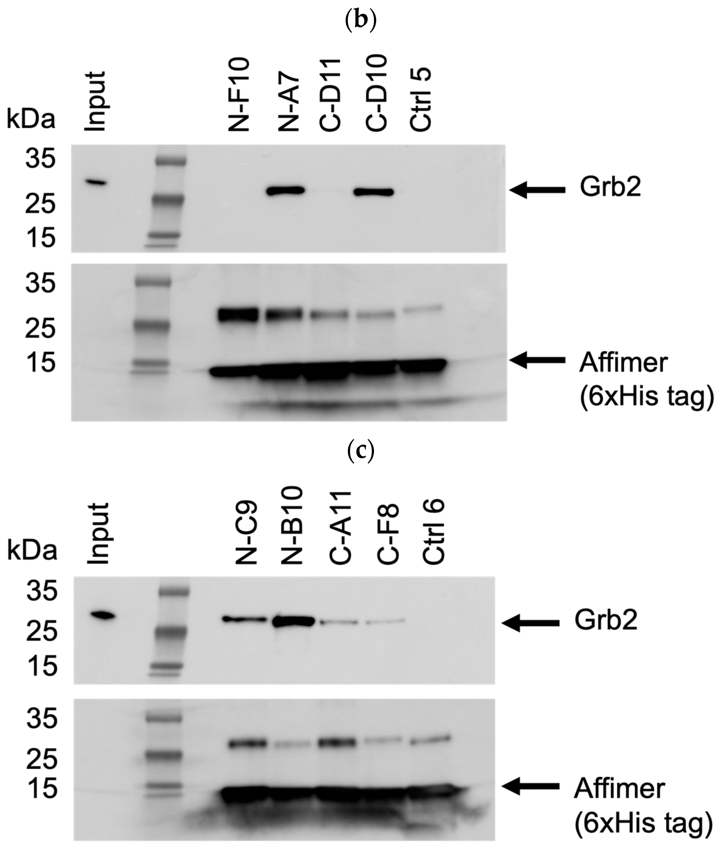 Biomolecules 14 01040 g006b Biomolecules 14 01040 g006b