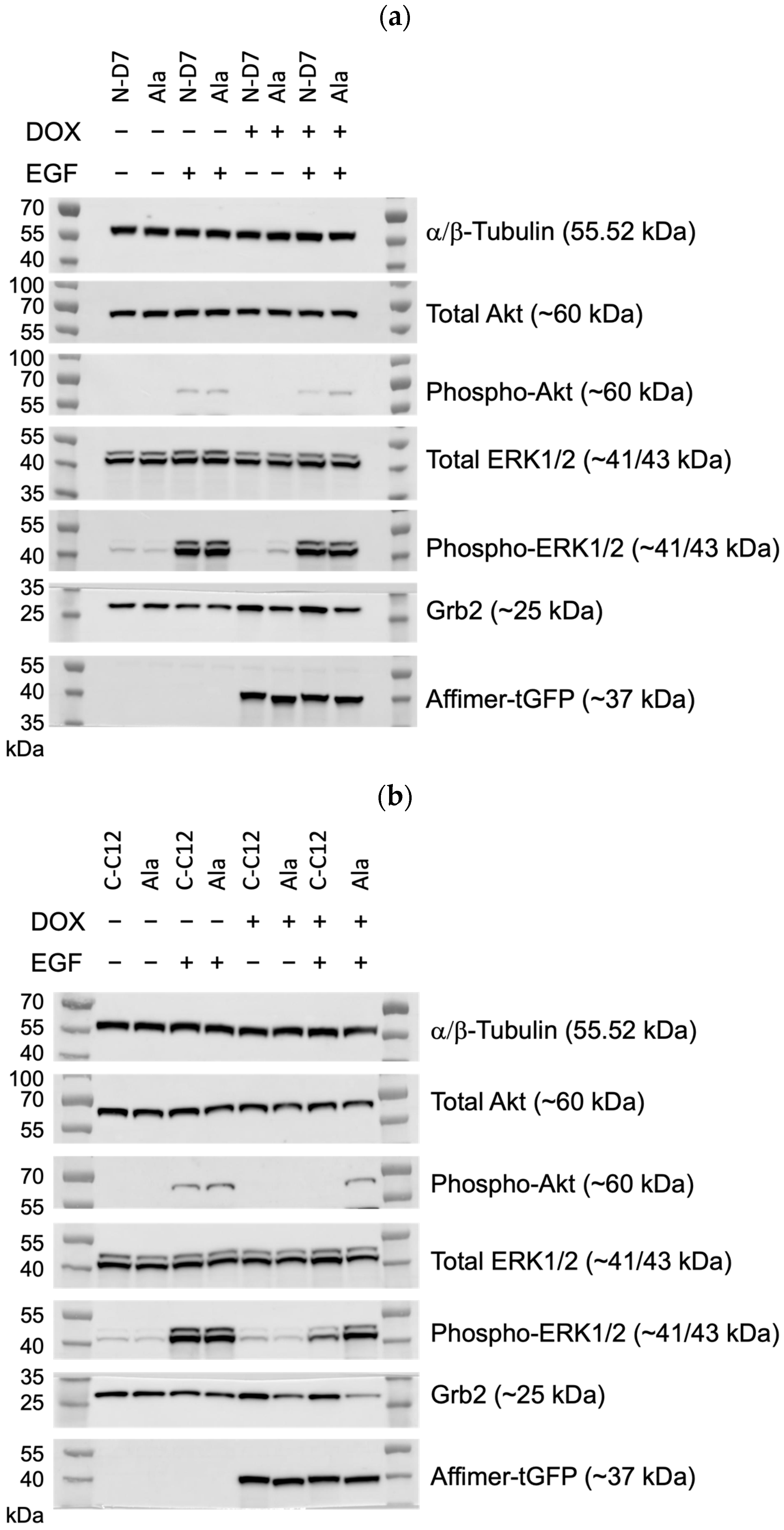 Biomolecules 14 01040 g010a Biomolecules 14 01040 g010a
