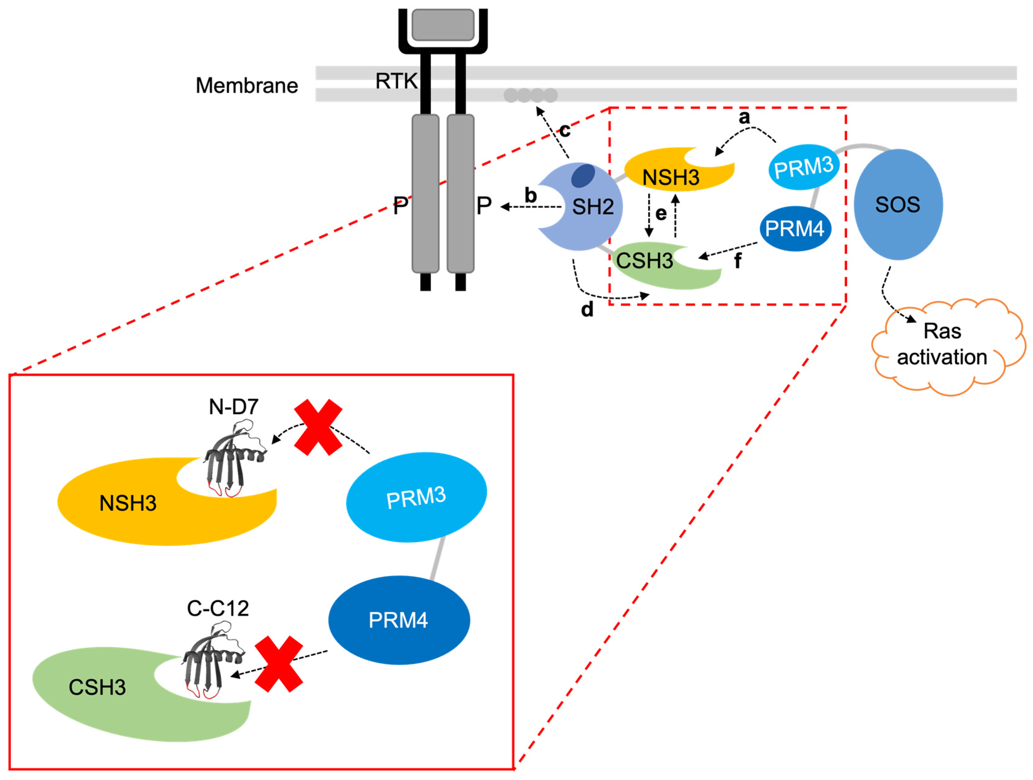 Biomolecules 14 01040 g011 Biomolecules 14 01040 g011