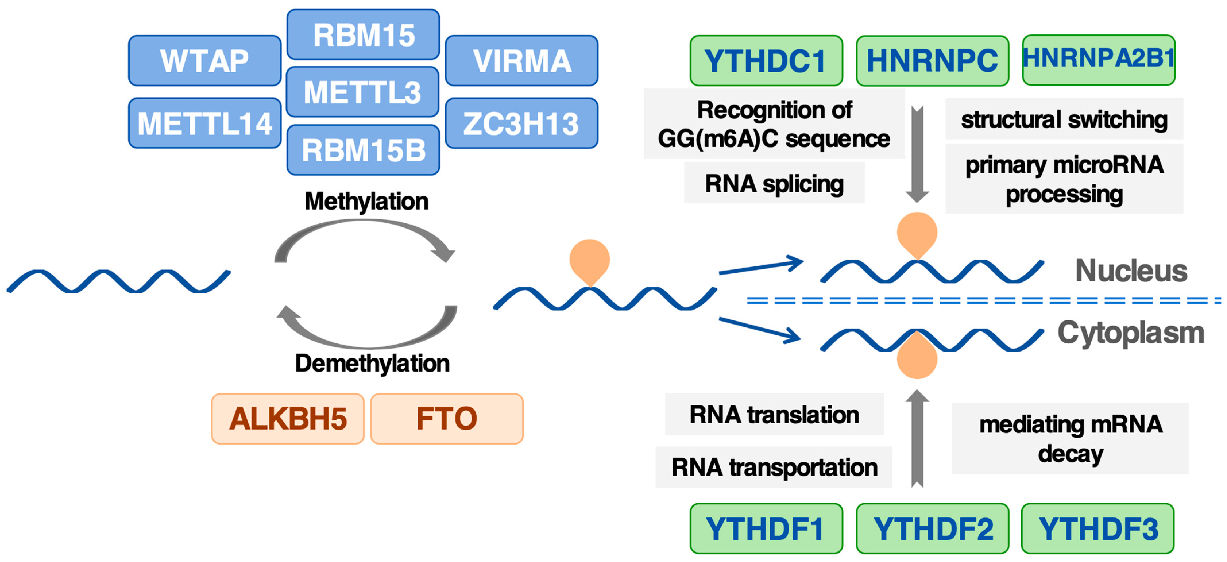 The Role of m6A Methylation in Tumor Immunity and Immune The Role of m6A Methylation in Tumor Immunity and Immune