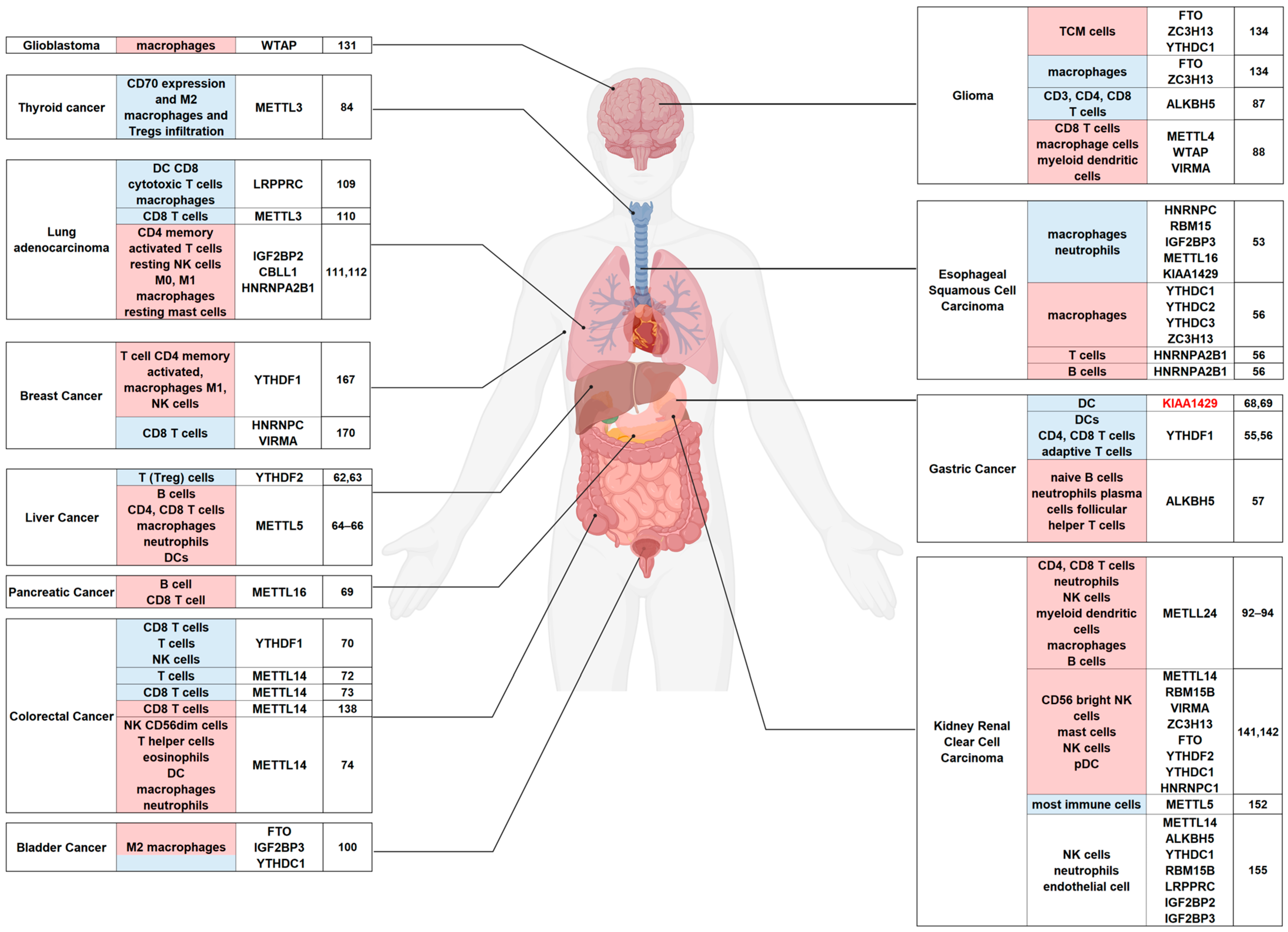 The Role of m6A Methylation in Tumor Immunity and Immune The Role of m6A Methylation in Tumor Immunity and Immune