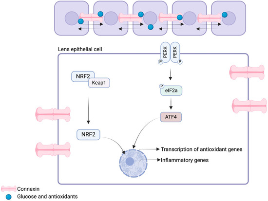 宅配 and Stress Oxidative Cataract the Evaluating Formation: ピアス