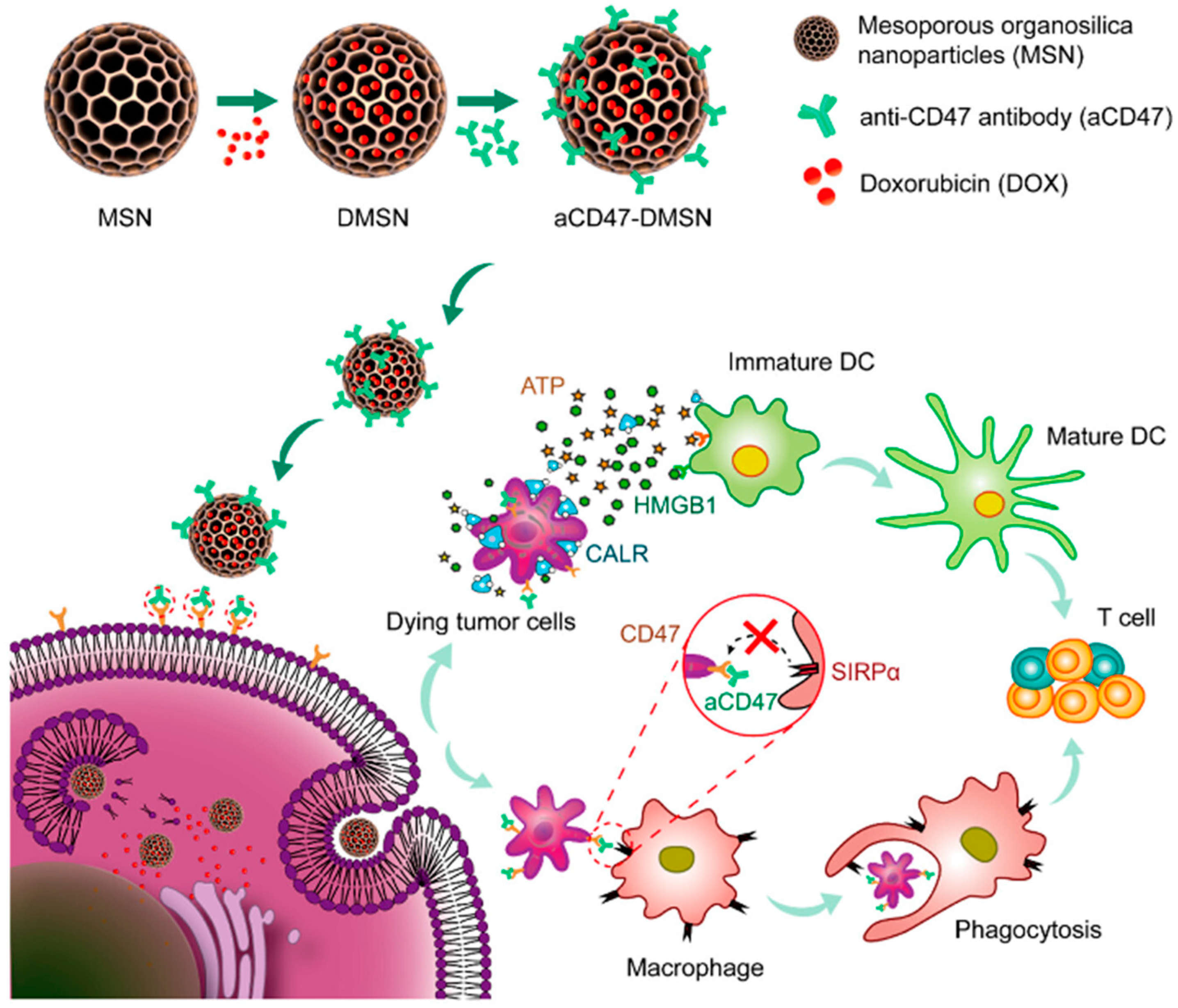 Biomolecules 14 01057 g005