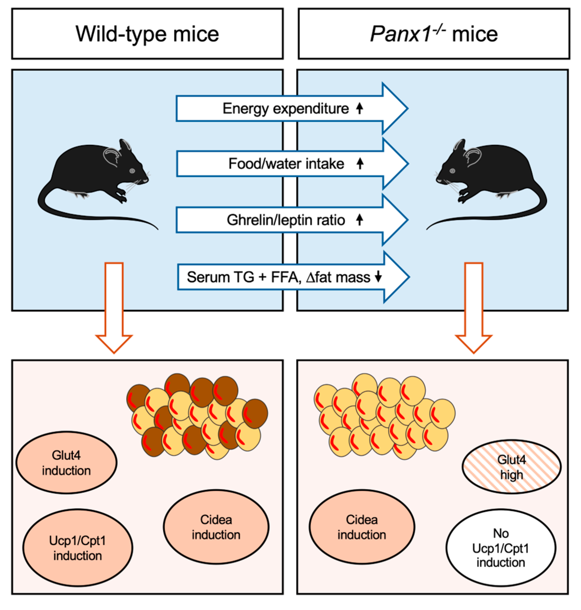 Biomolecules 14 01058 g007
