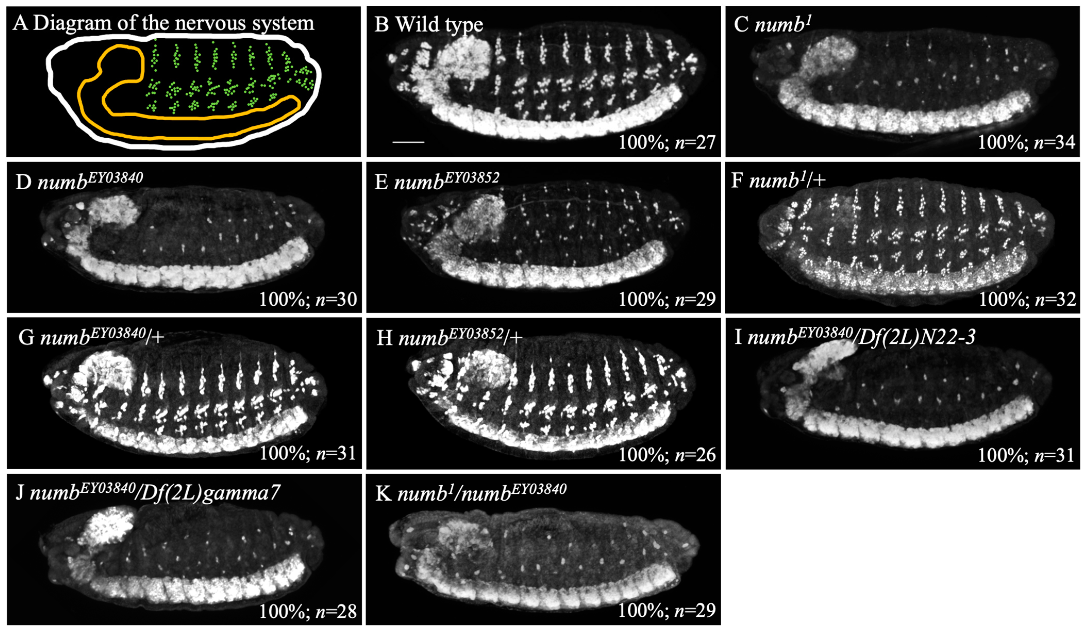 Biomolecules 14 01062 g001 Biomolecules 14 01062 g001