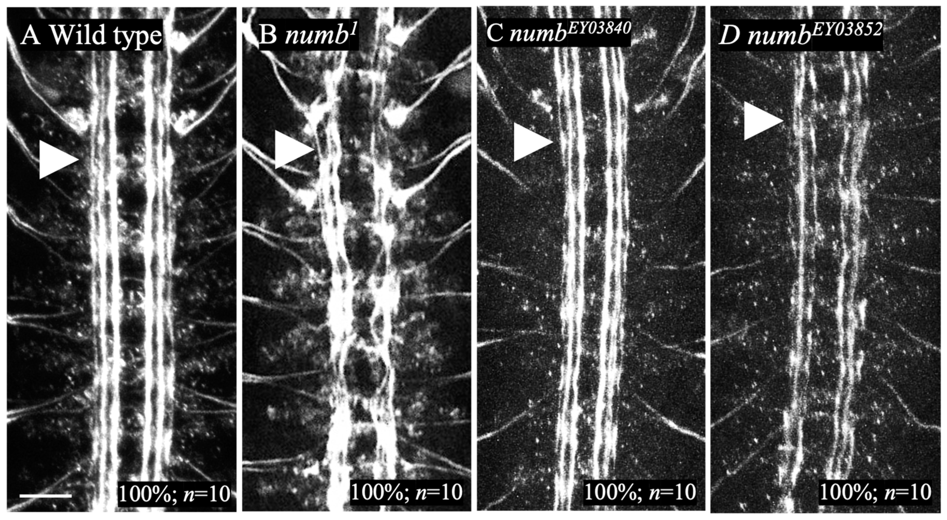 Biomolecules 14 01062 g006 Biomolecules 14 01062 g006