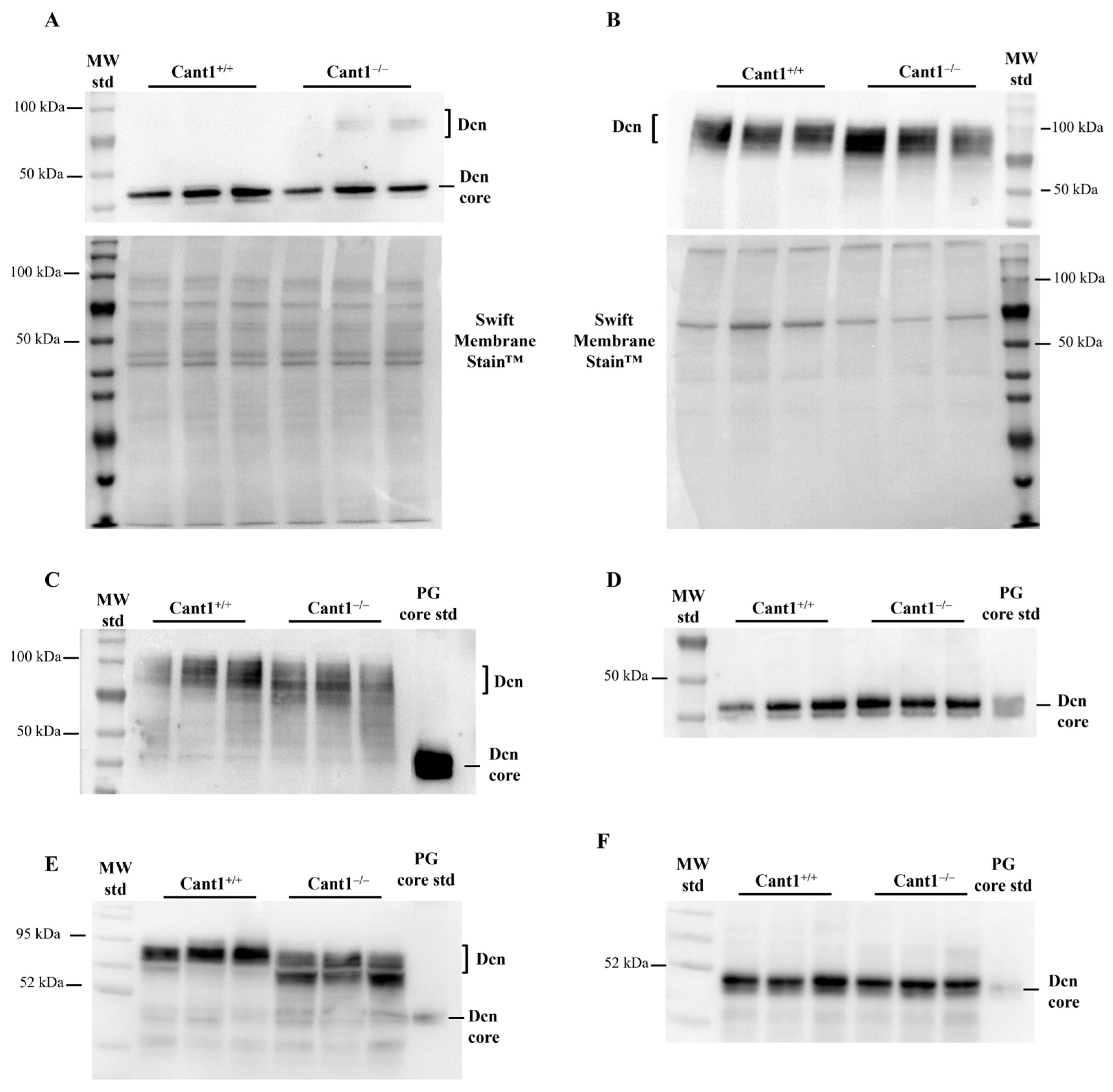 Biomolecules 14 01064 g001 Biomolecules 14 01064 g001