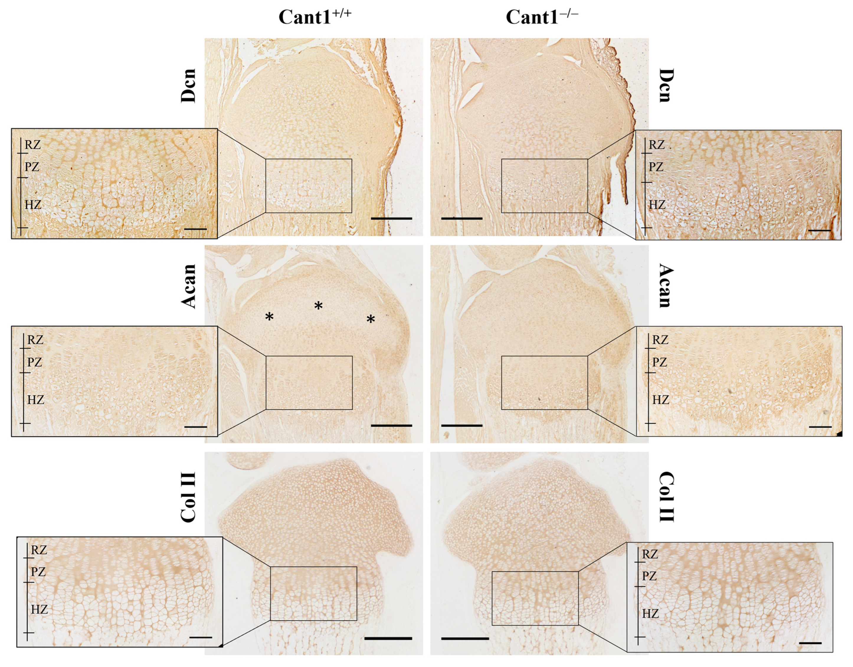 Biomolecules 14 01064 g004 Biomolecules 14 01064 g004