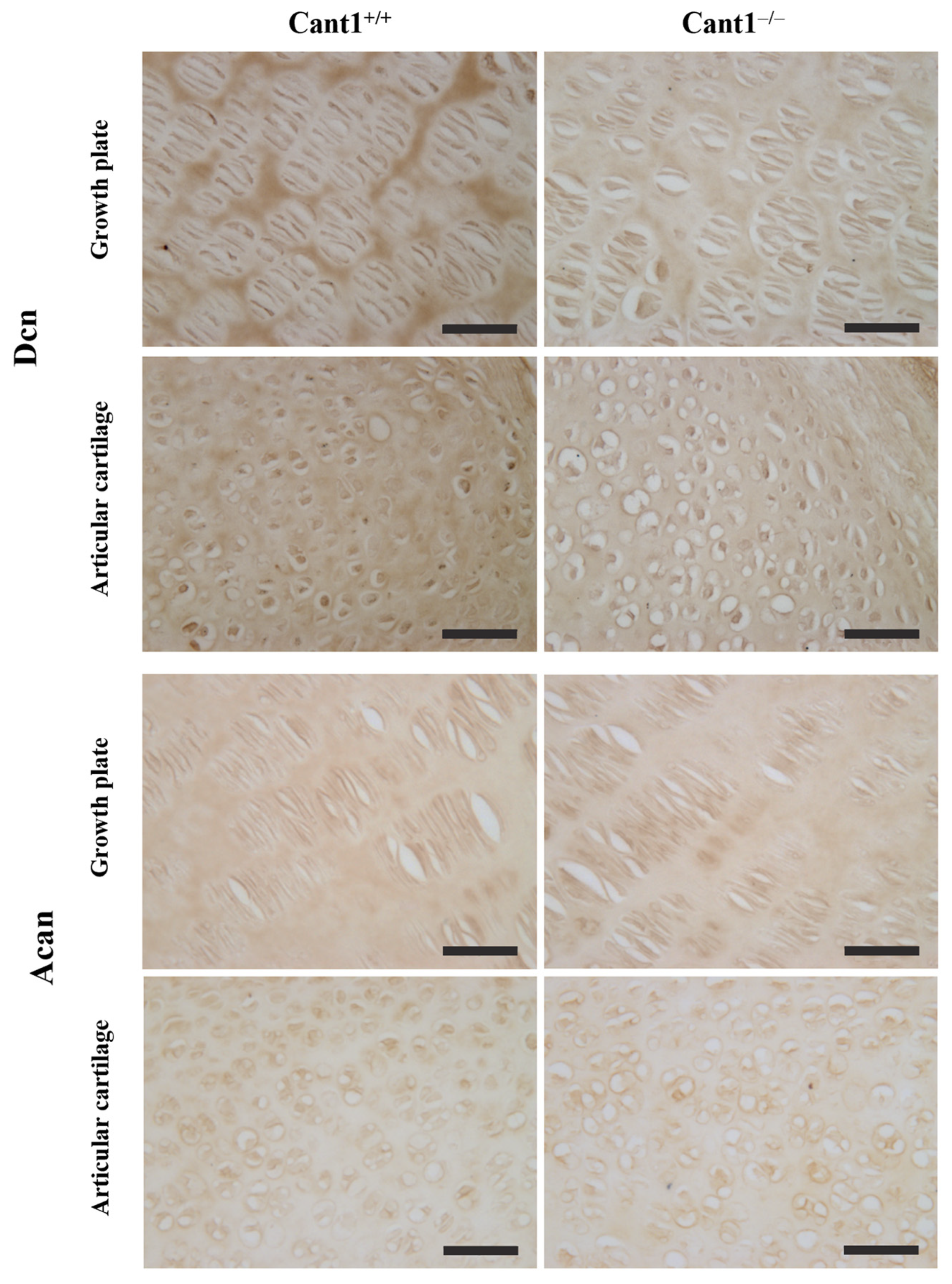 Biomolecules 14 01064 g005 Biomolecules 14 01064 g005